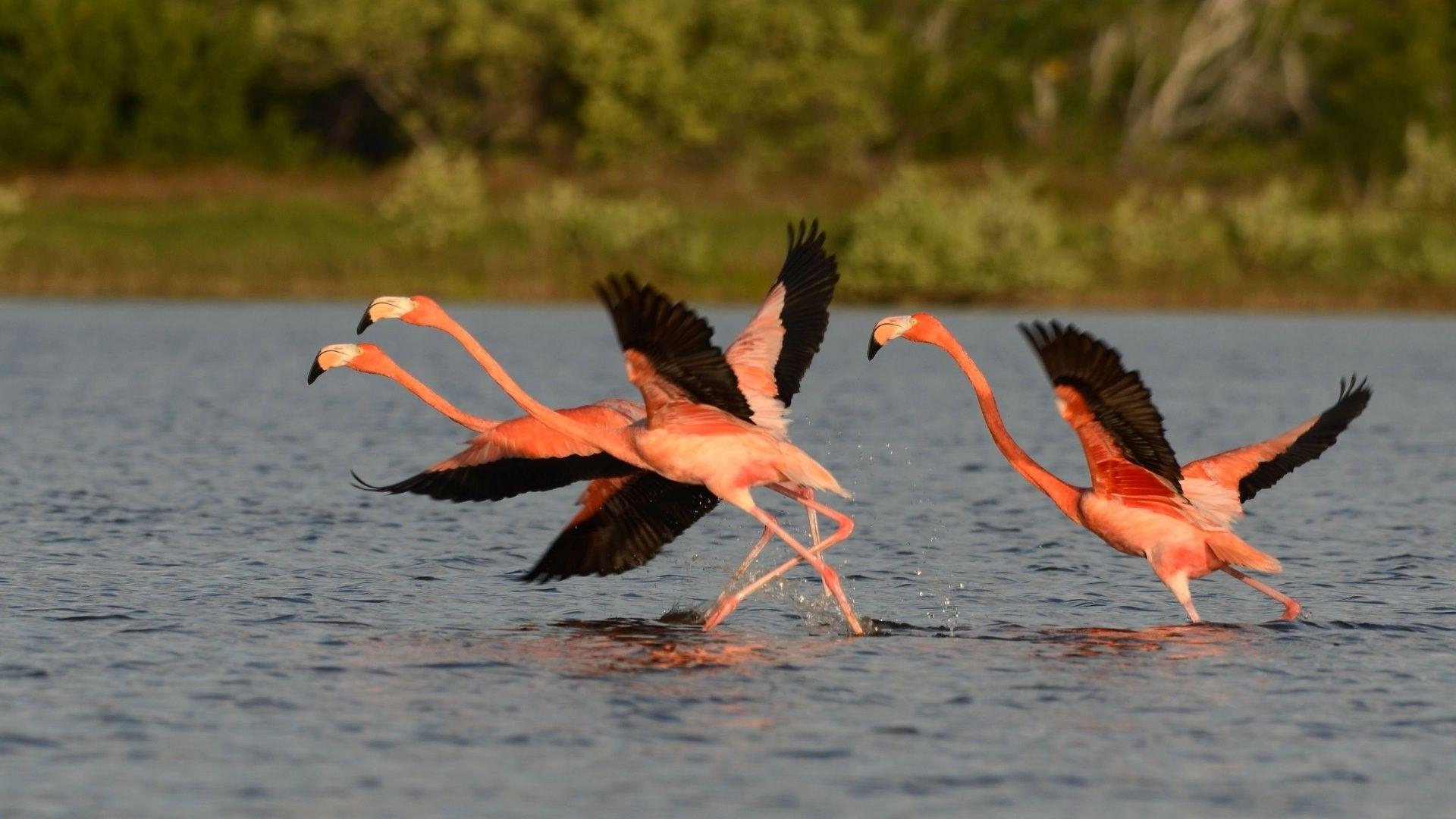 1920x1080 animals, Nature, Flamingos, Birds, Water Wallpaper HD / Desktop and Mobile Background