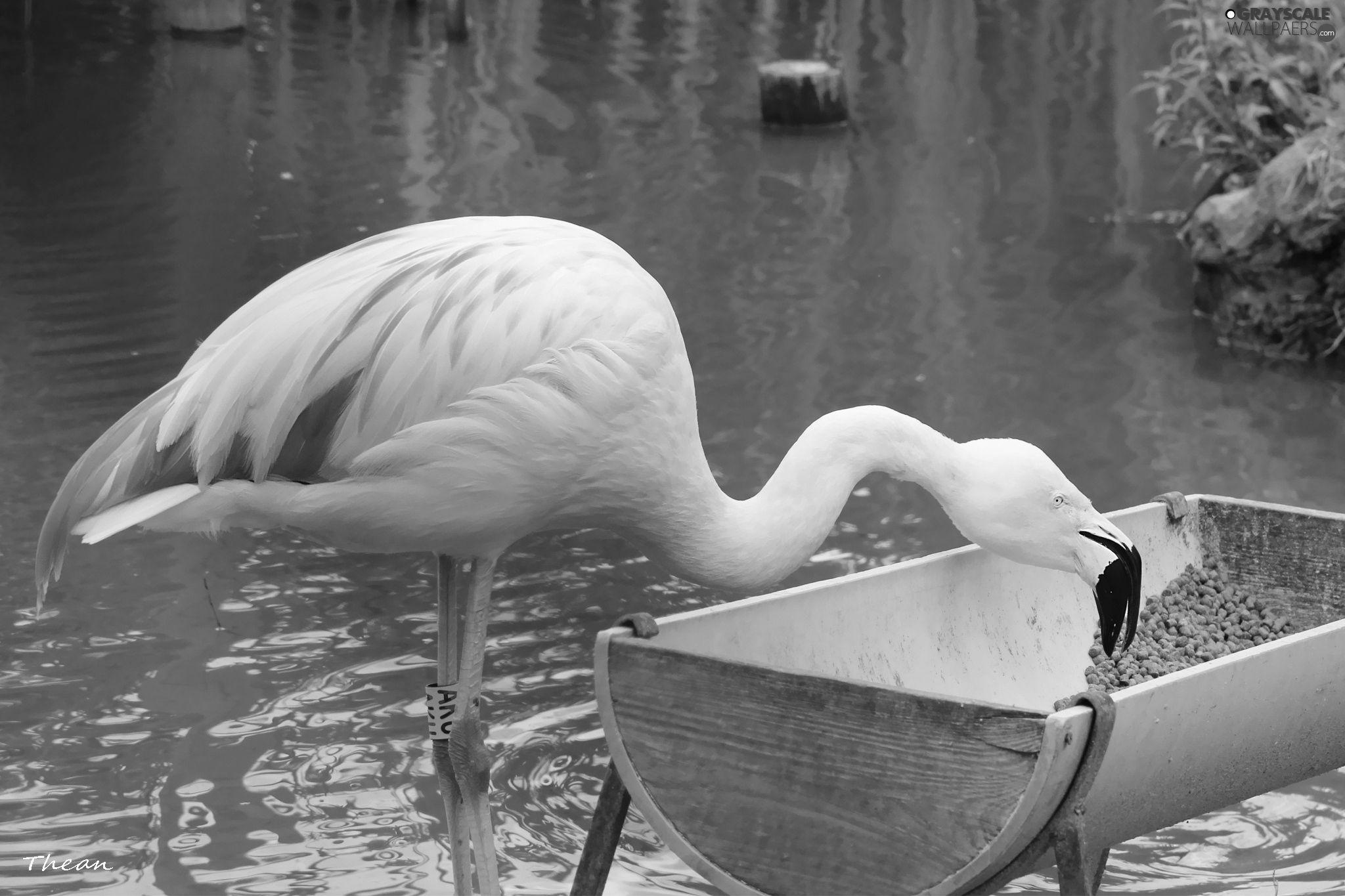 2048x1365 Grayscale pasture, flamingo