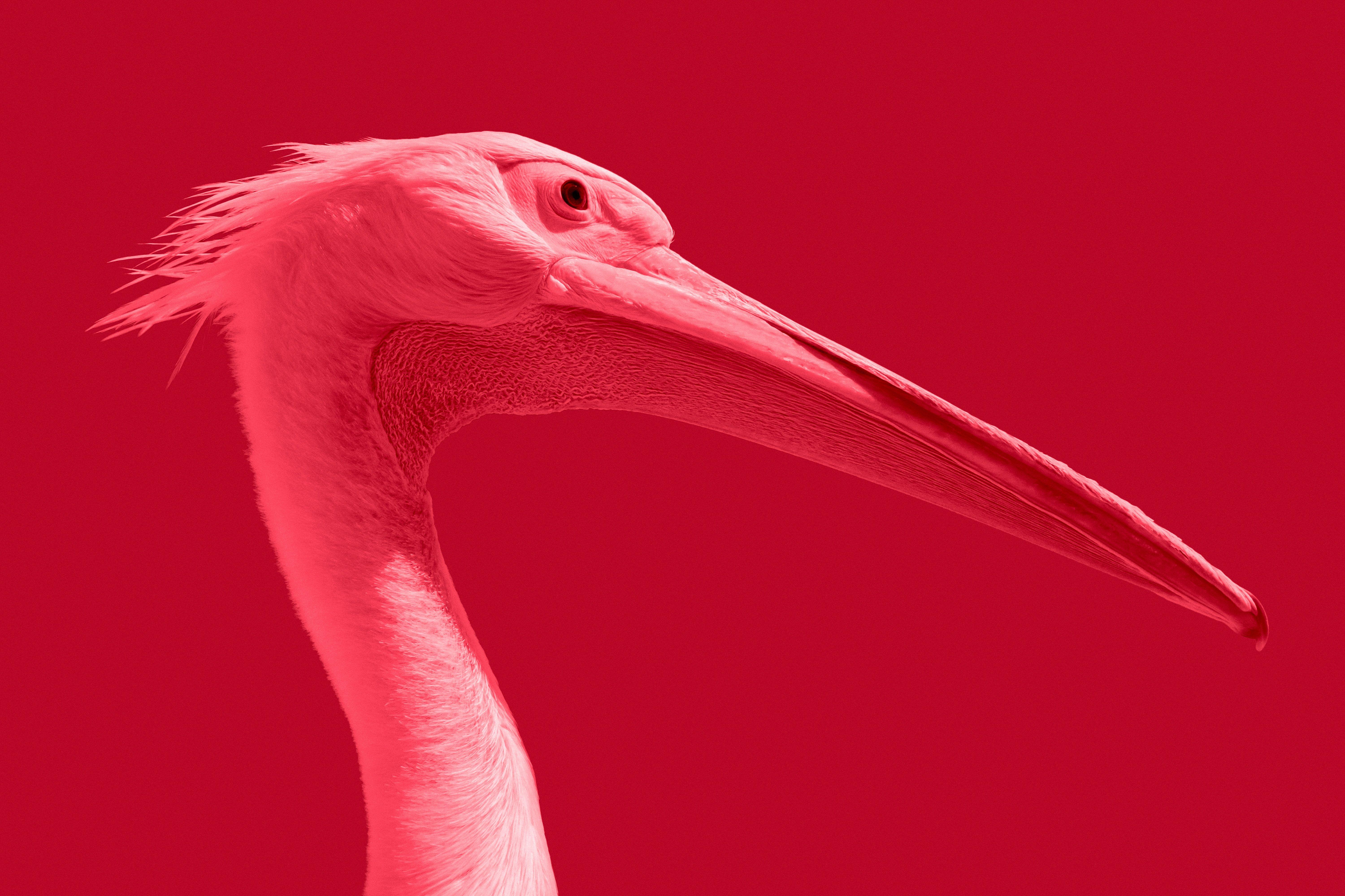 6000x4000 6000x4000 orange, colorfull, flamingo, pink, mad, beak, fierce, bird, animal, black, coral, feather, Free image, sunlight, salmon, neck, tropical, colorful, beauty, red, profile