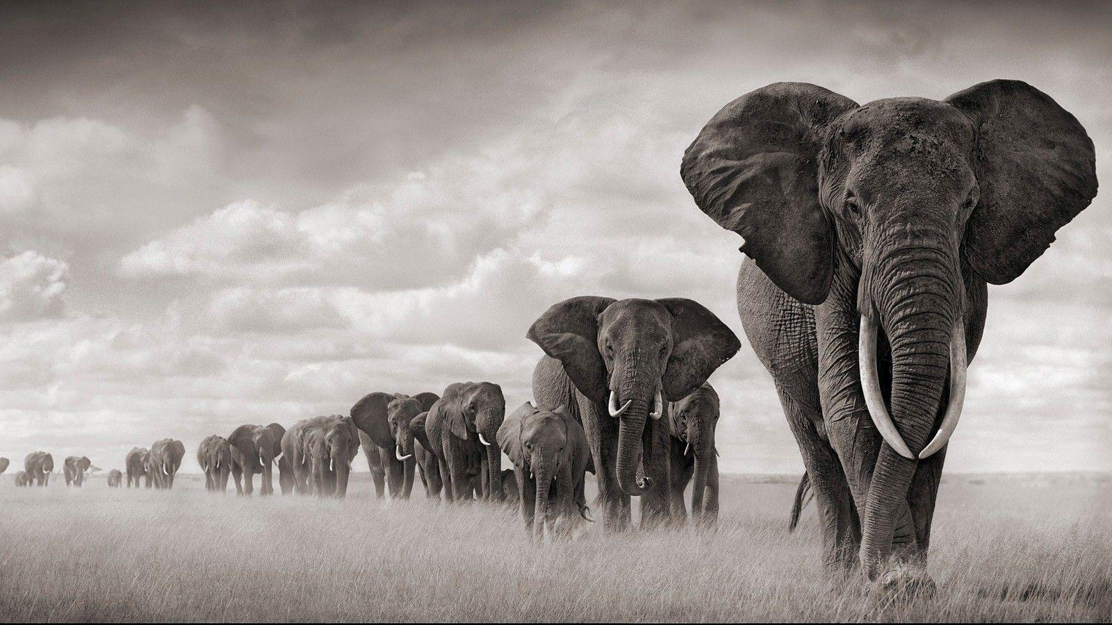 Elephant Family Wallpapers - Top Free Elephant Family Backgrounds