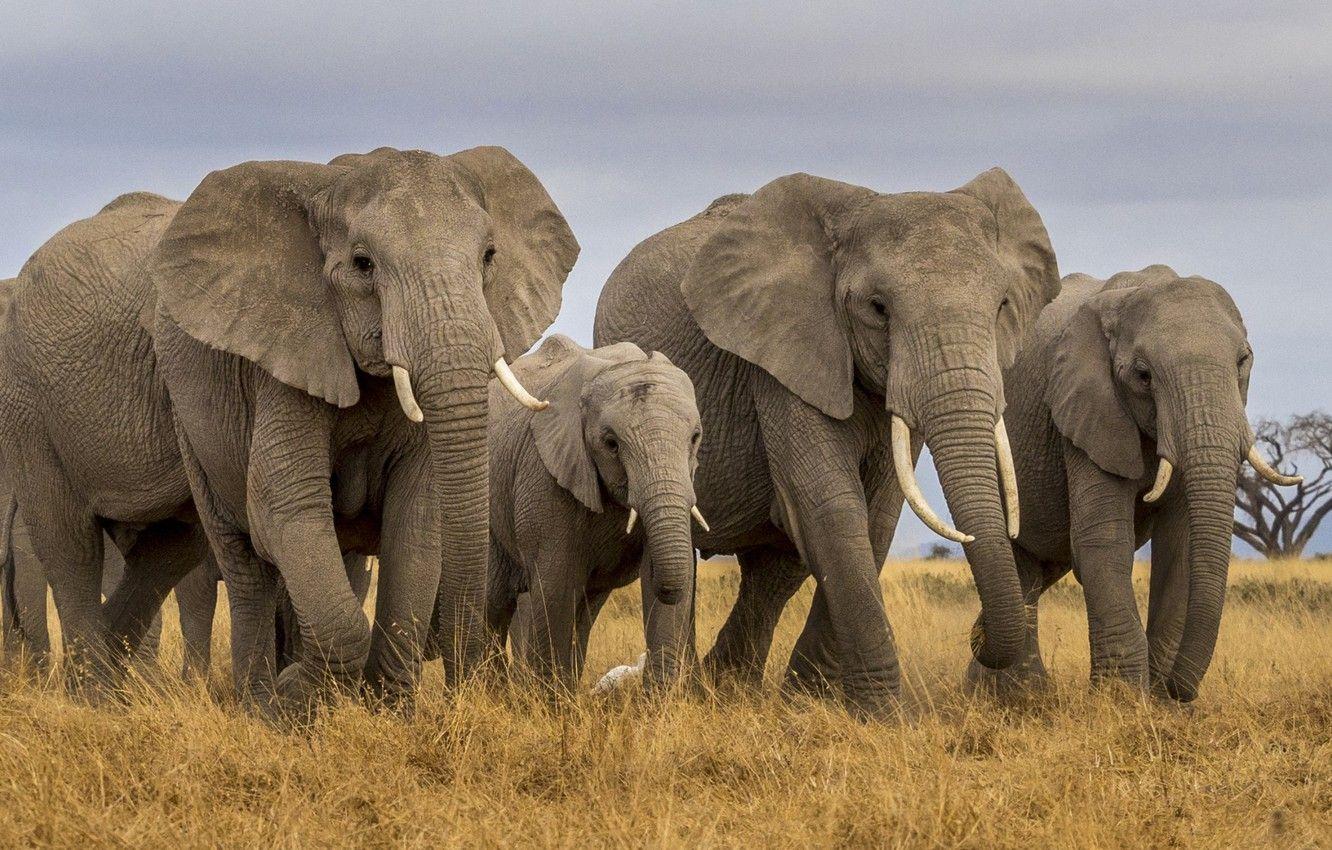 Elephant Family Wallpapers - Top Free Elephant Family Backgrounds