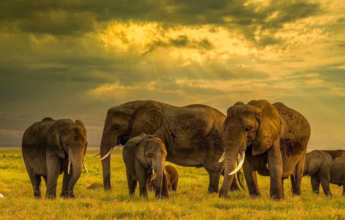1332x850 Wallpaper field, elephant, elephants, family, the herd, the elephant, elephant, a herd of elephants image for desktop, section животные