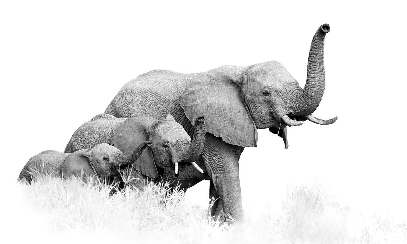 1366x820 Elephant Family Black & White Wallpaper Mural