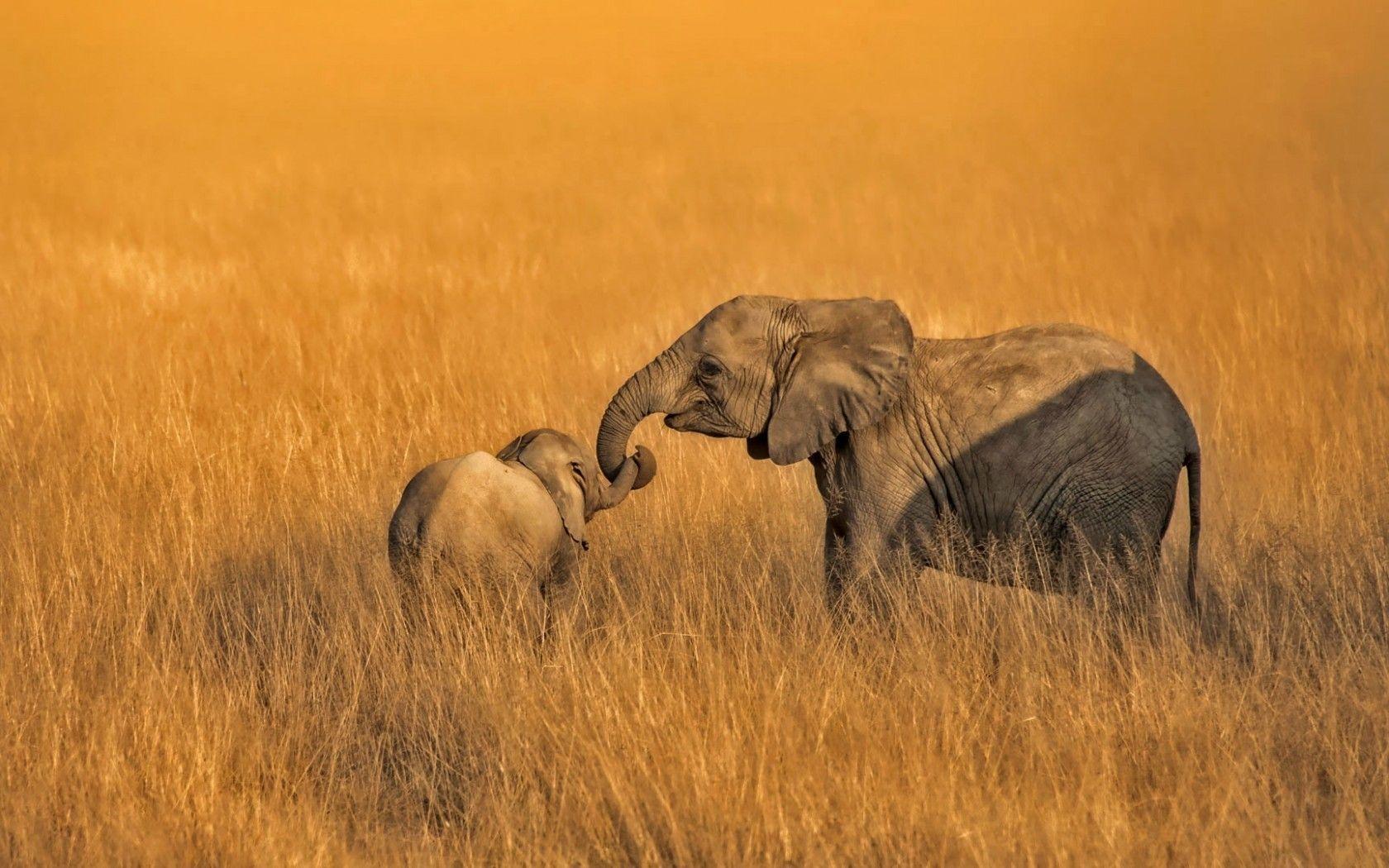 1680x1050 Download 1680x1050 Elephant Family, Field, Wildlife, Africa Wallpaper for MacBook Pro 15 inch