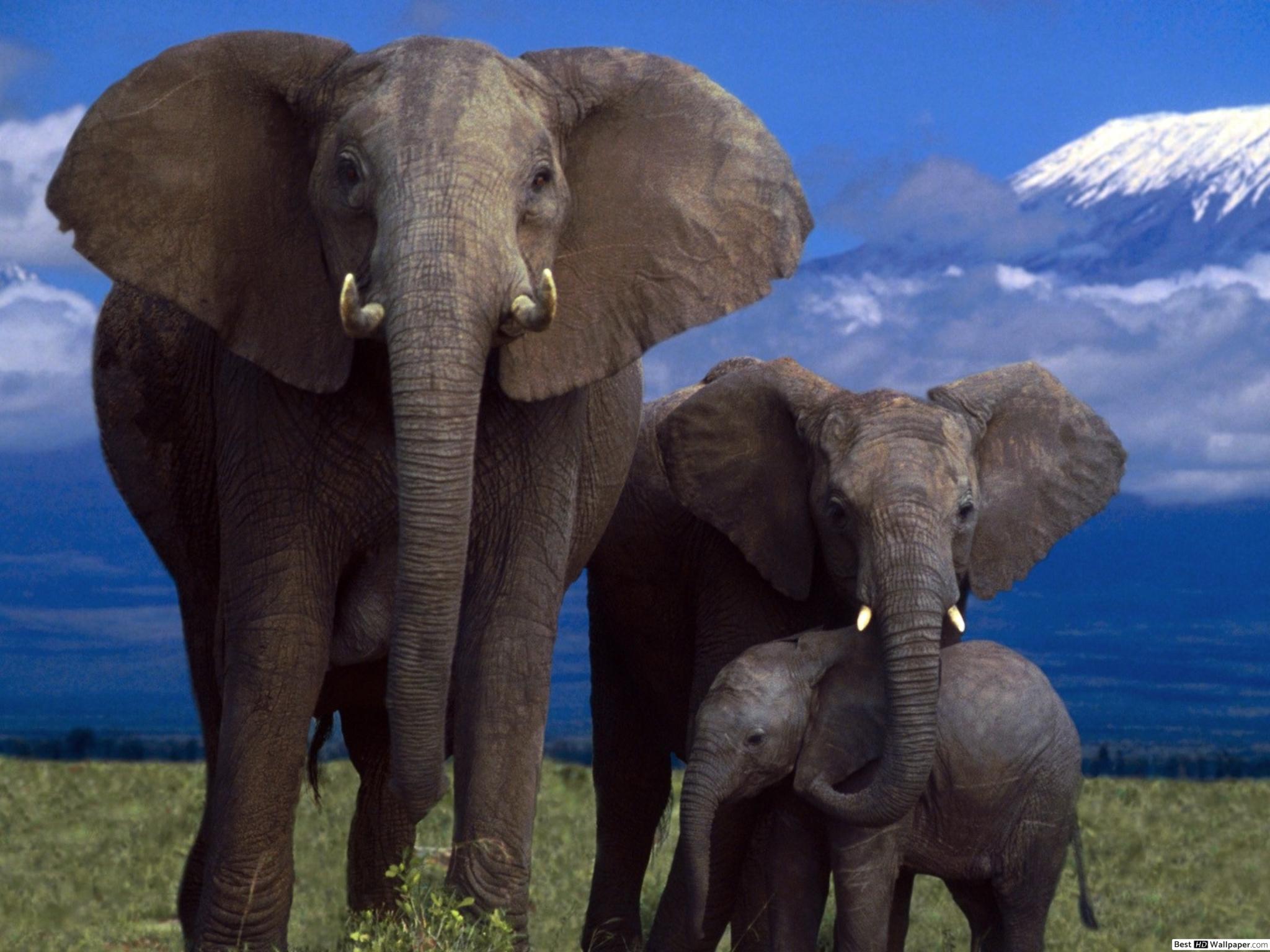 2048x1536 Elephant Family HD wallpaper download