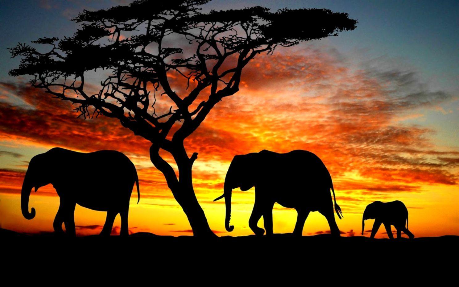 1488x930 Silhouette Elephant Family Wallpaper HD FREE HD WALLPAPERS