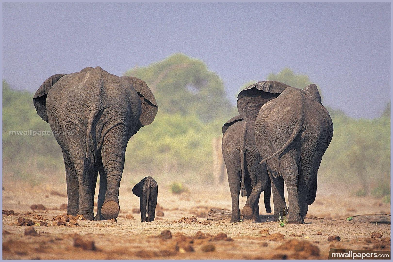 1620x1082 Elephants HD Photo & Wallpaper (1080p) - #elephants #animal # wallpaper #image #hdphotos. Elephant image, Elephant life, Elephant picture