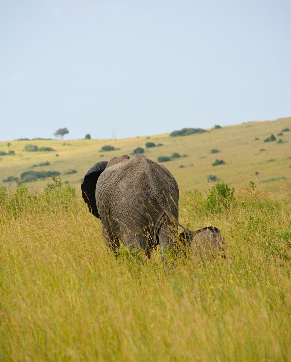 1000x1244 Elephant Family Picture. Download Free Image