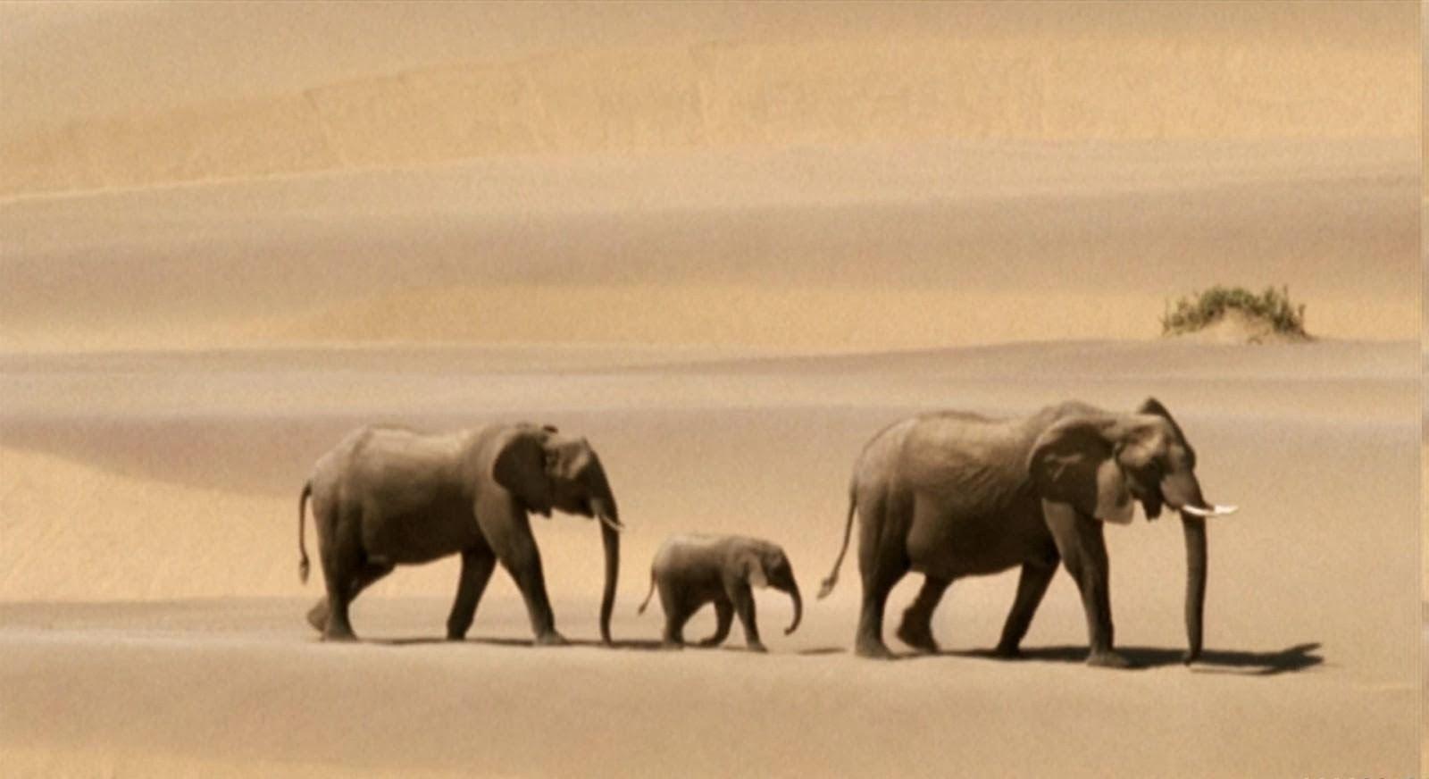 1600x872 HD Wallpaper. Funny Videos. Hot Girls Photo. Amazing Wallpaper. Funny Picture: Elephant Family Wallpaper