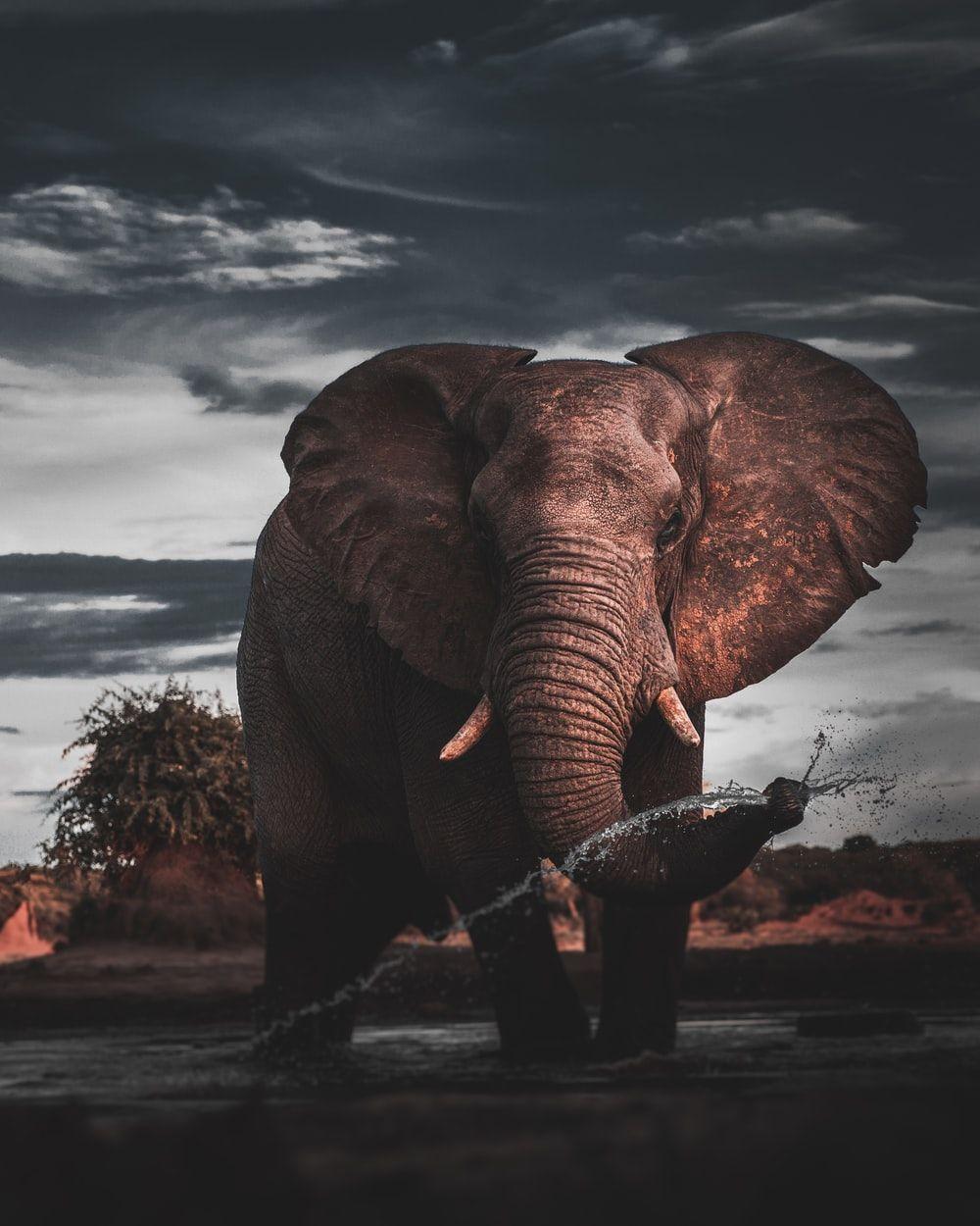 1000x1250 Elephant Wallpaper: Free HD Download [HQ]