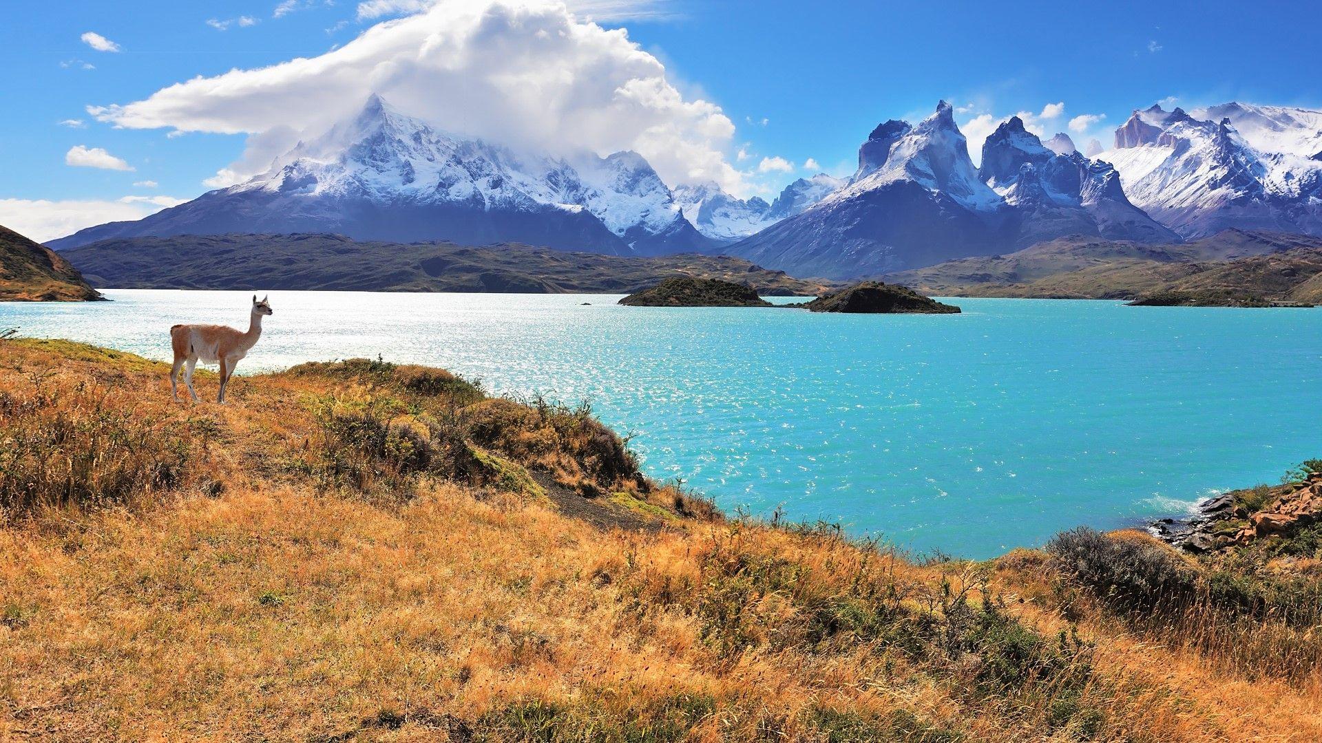 1920x1080 A guanaco in Torres del Paine National Park, Chile [1920 x 1080]