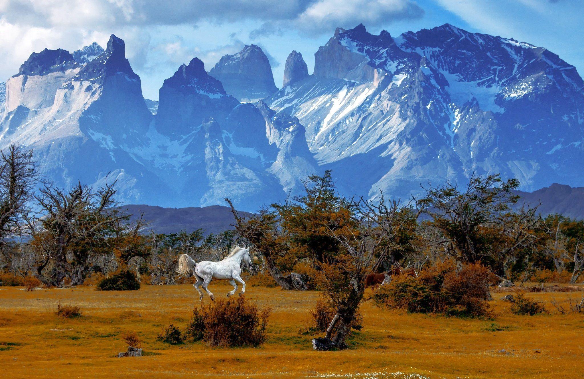2048x1331 mountains, Trees, Horse, National, Park, Torres, Del, Paine, National, Park, Chile, Patagonia, Autumn Wallpaper HD / Desktop and Mobile Background