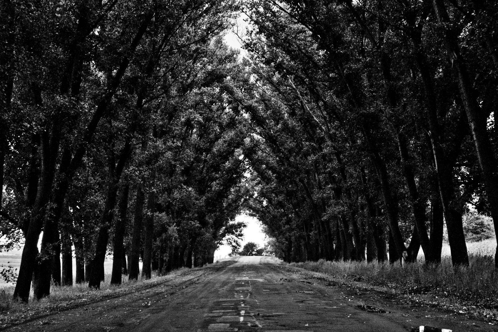 1600x1066 Trees Black And White Street Wallpaper.com. Best High Quality Wallpaper