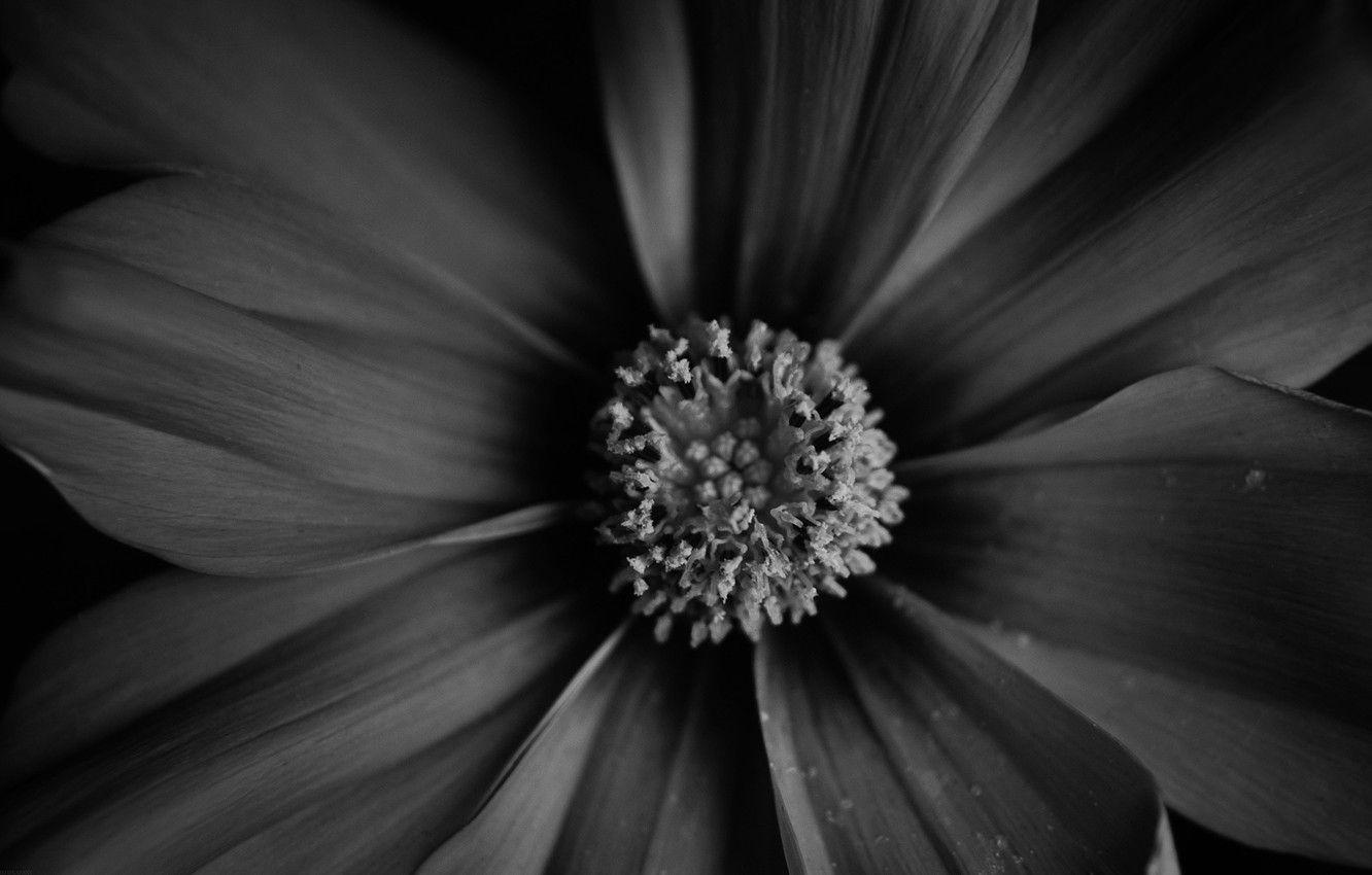 1332x850 Wallpaper flower, macro, photo, background, Wallpaper, plant, black and white, art image for desktop, section цветы