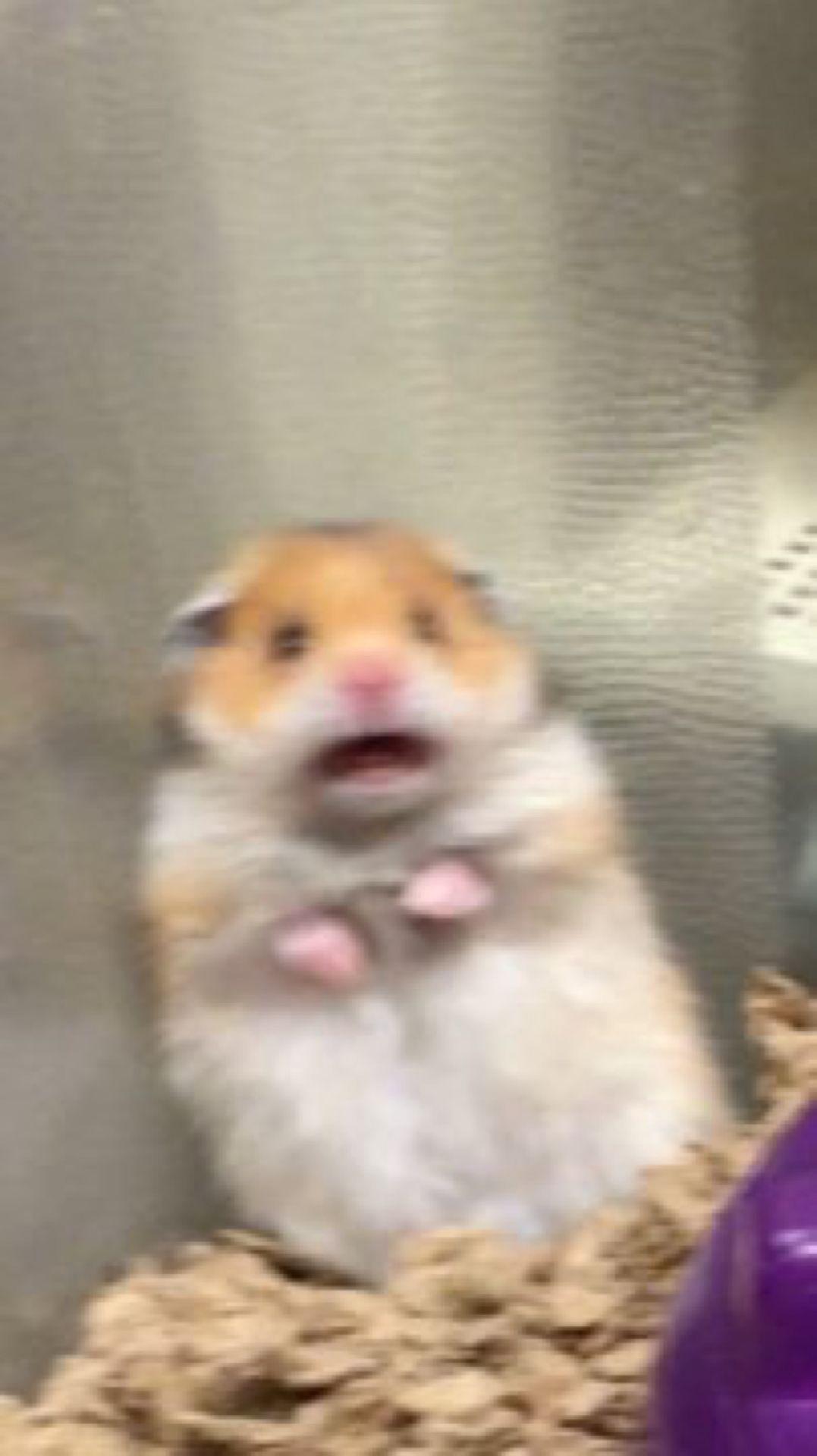 1077x1920 3:00 AM. BNHA x reader chatfic. Funny animal memes, Funny hamsters, Cute memes
