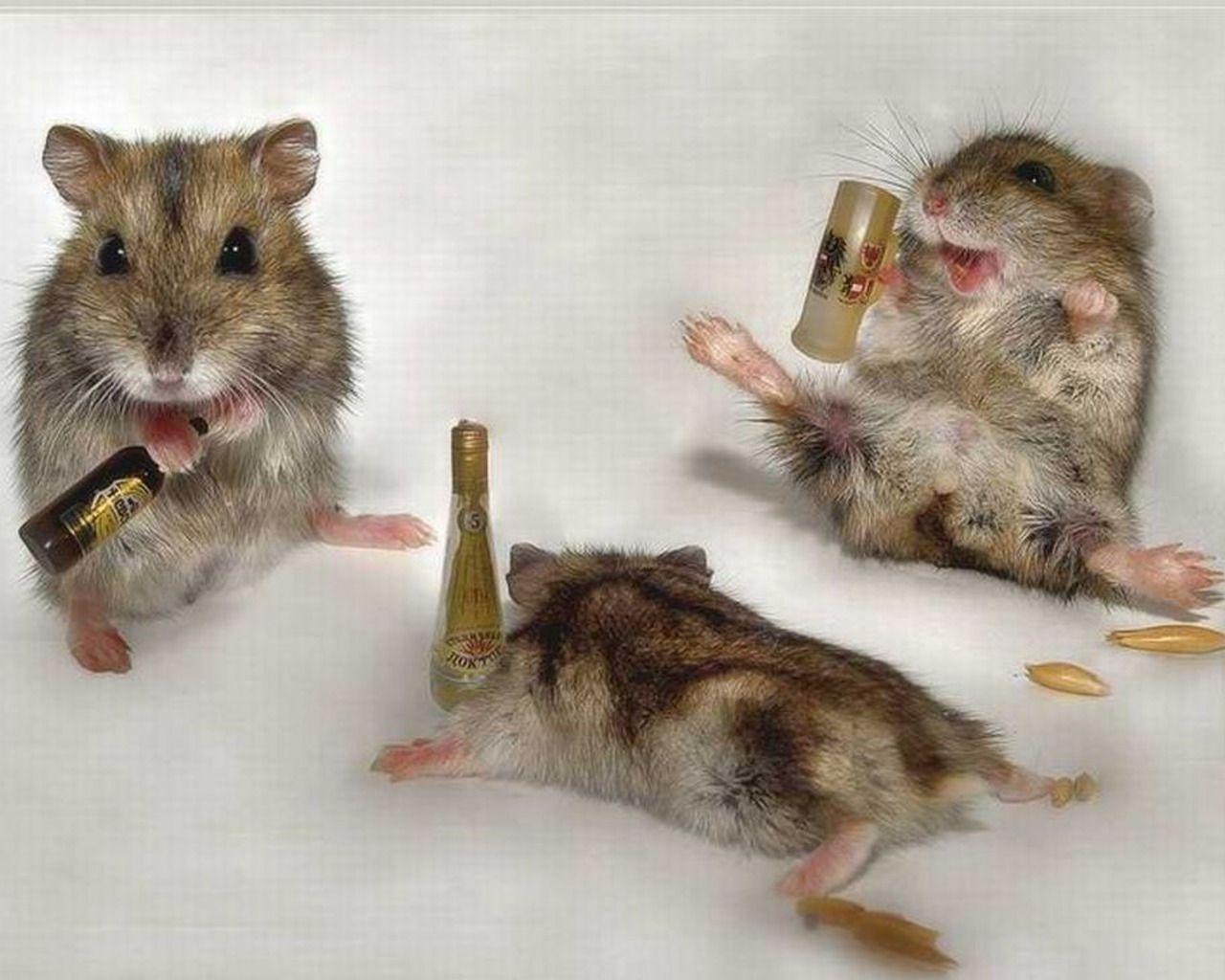 1280x1024 Hình nền Hamster vui nhộn https://wallpaperaccess.com/full/5823231.jpg