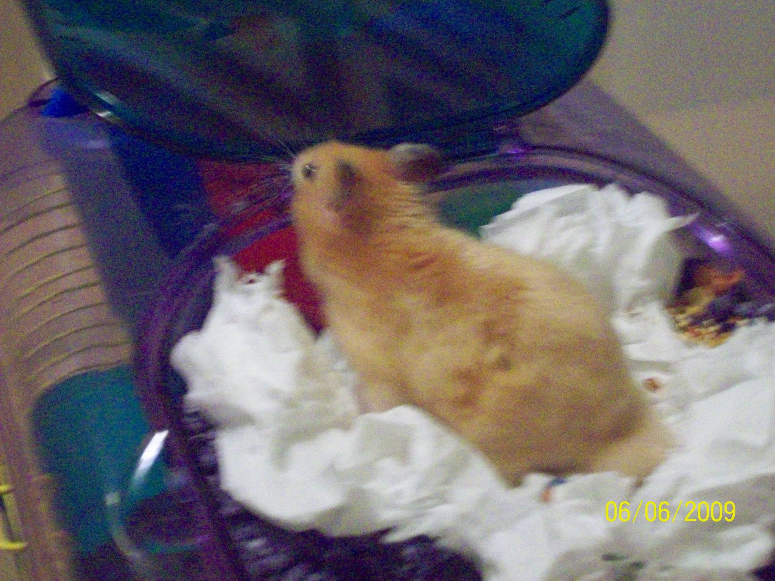 2560x1920 Hamster in its cage