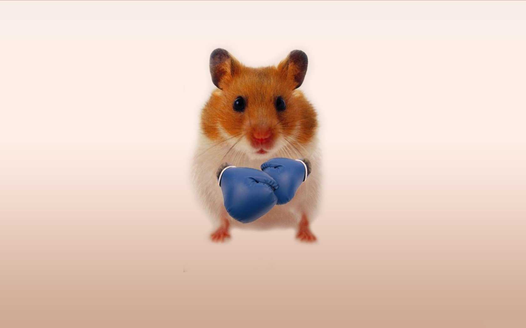 Hamster Meme Wallpapers - Top Free Hamster Meme Backgrounds