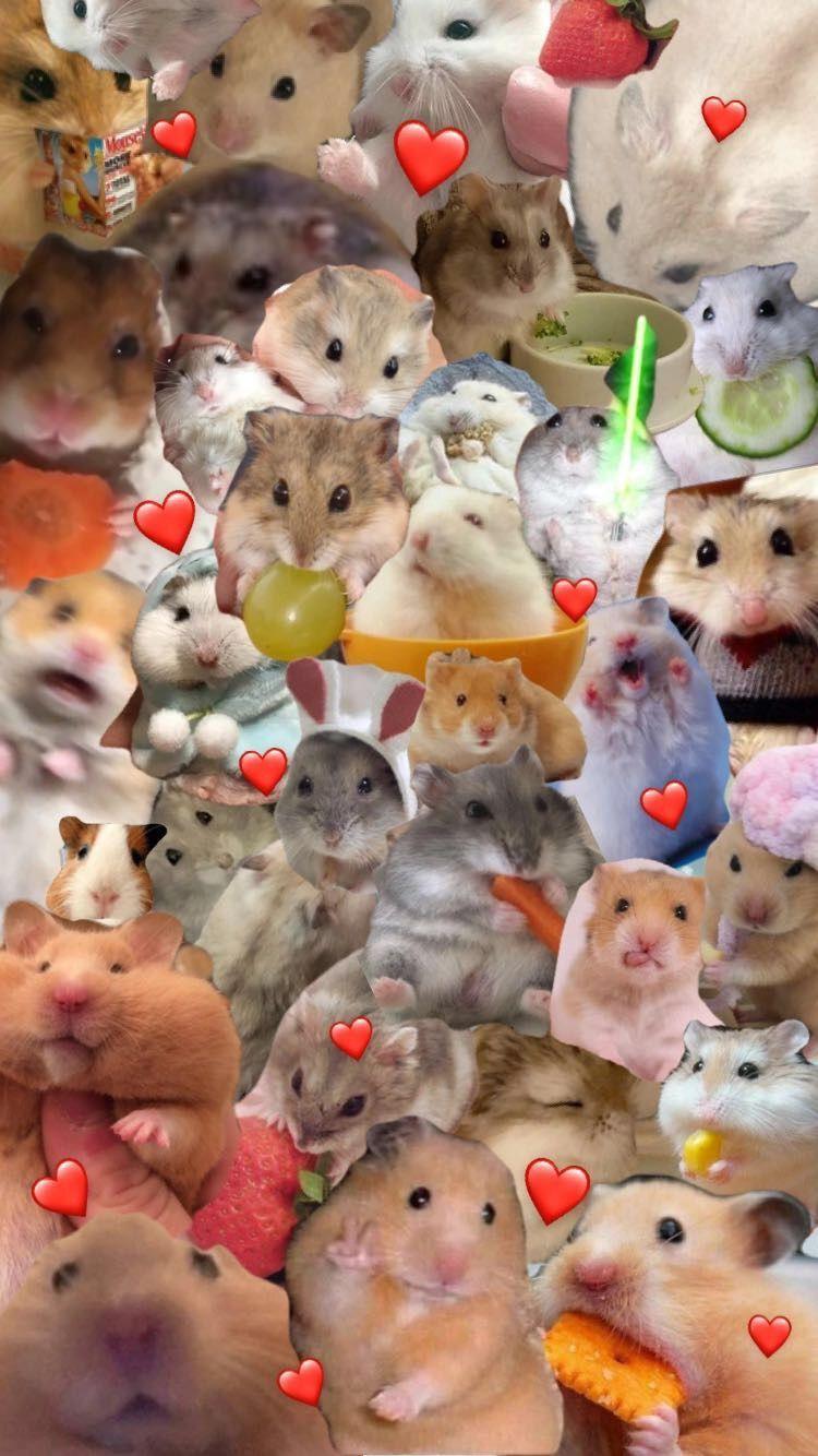 Hamster Meme Wallpapers - Top Free Hamster Meme Backgrounds