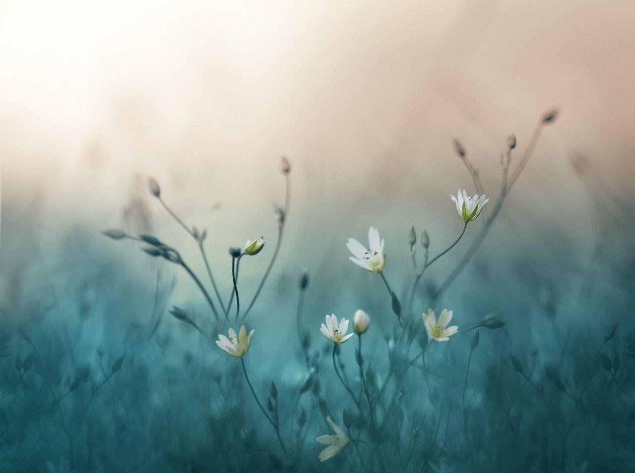 1280x953 Pastel Nature Wallpaper