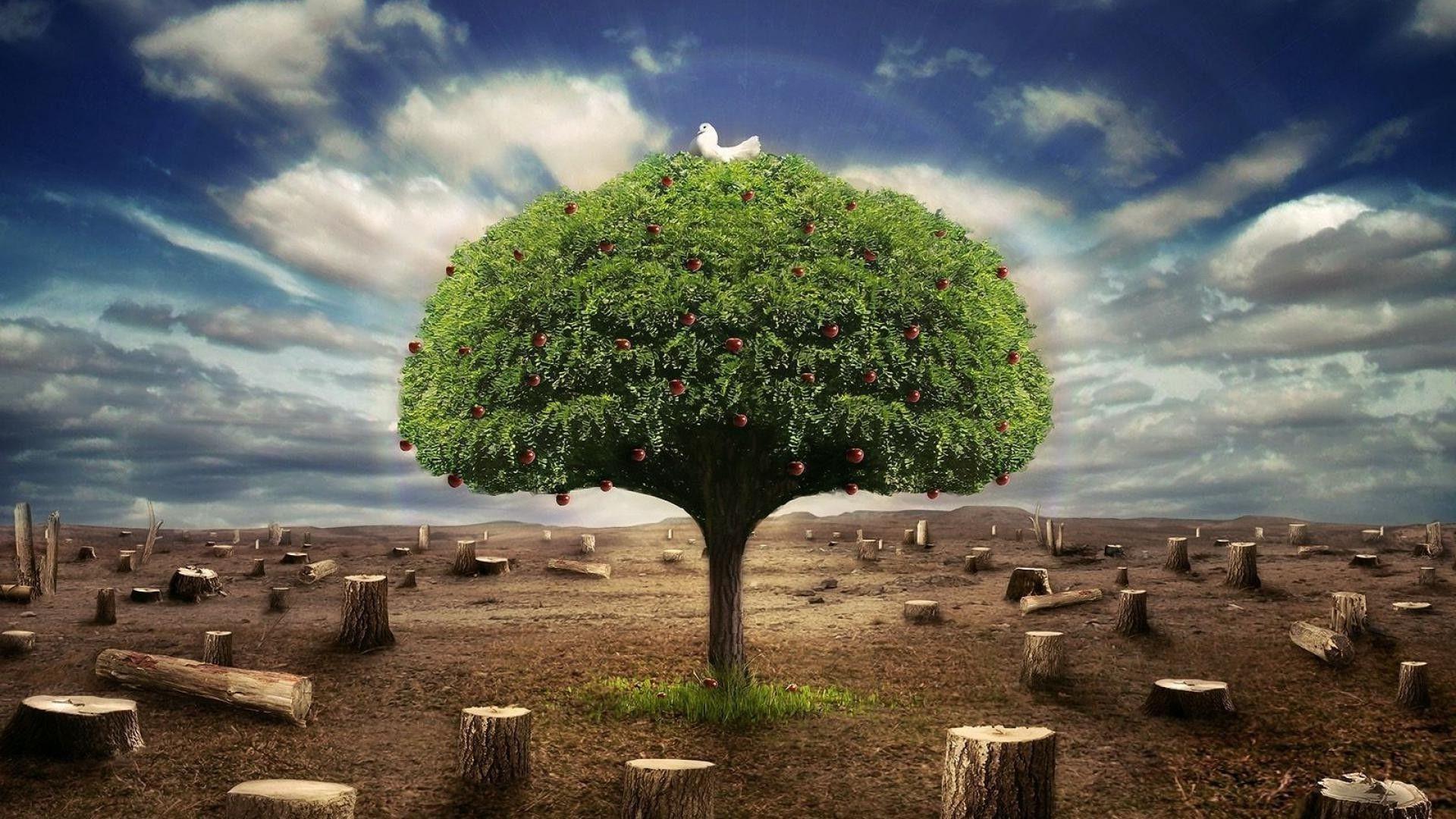 1920x1080 The only fruit tree in the garden of Eden