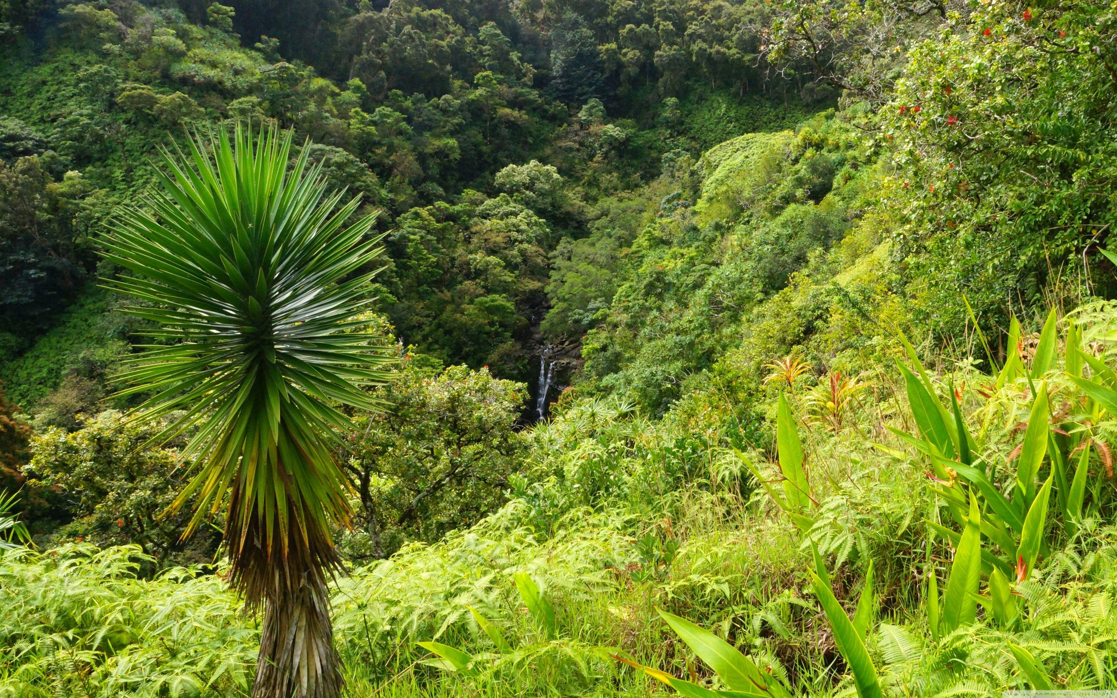 3840x2400 Download Garden Of Eden Arboretum Maui, Hawaii UltraHD Wallpaper