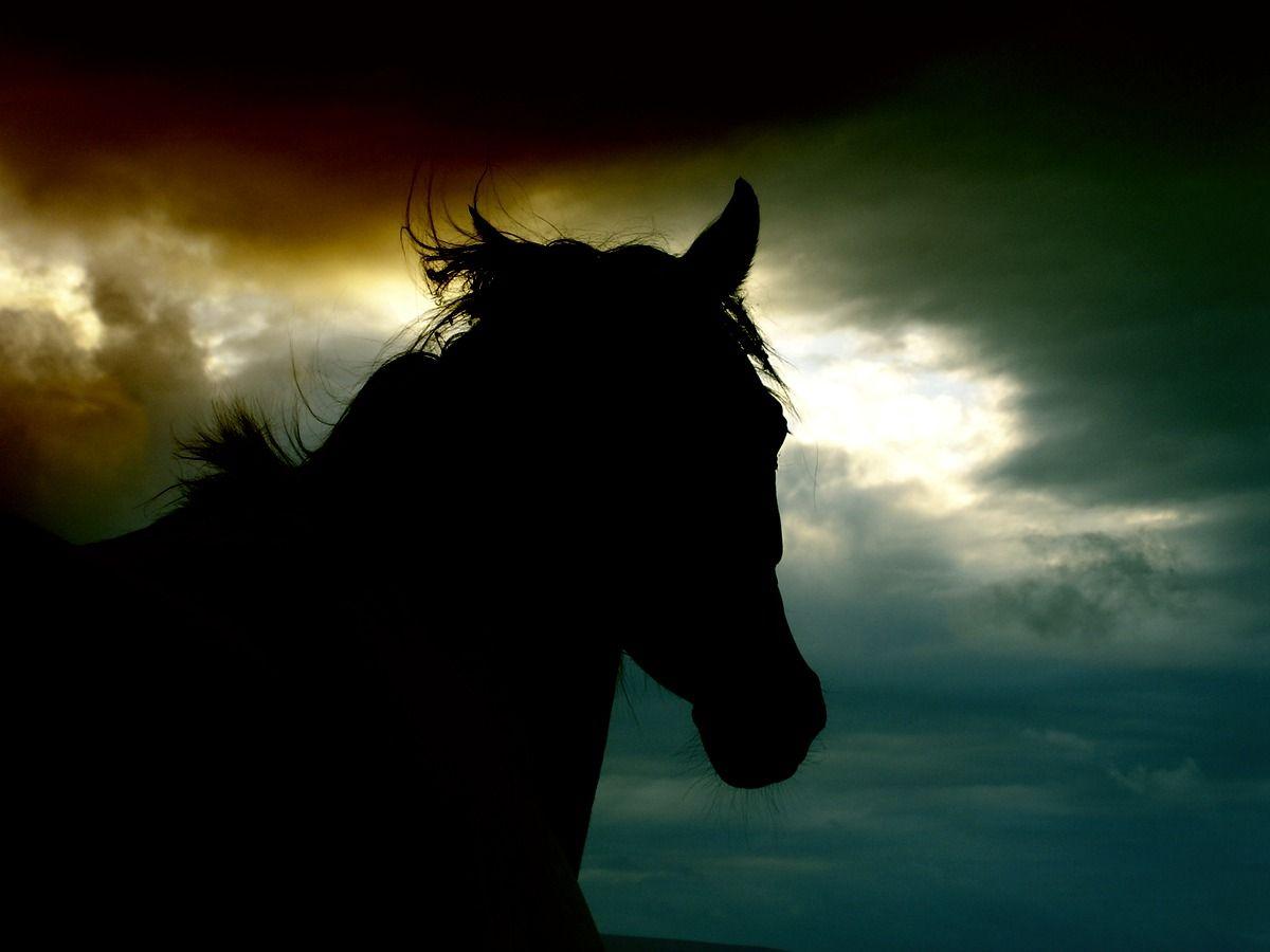 1200x900 Dark Horse Wallpaper