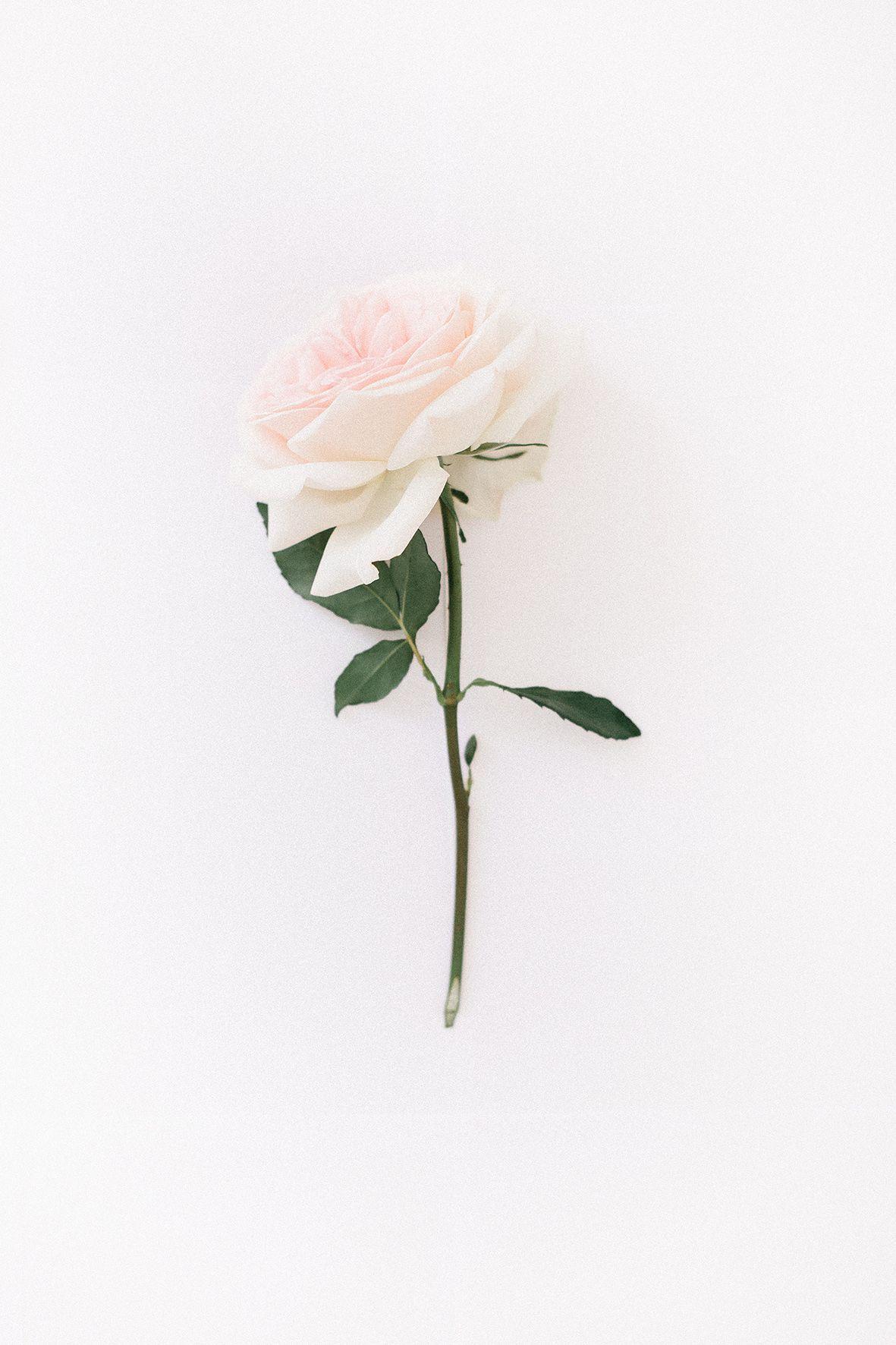 1181x1772 Aesthetic Rose White Wallpaper