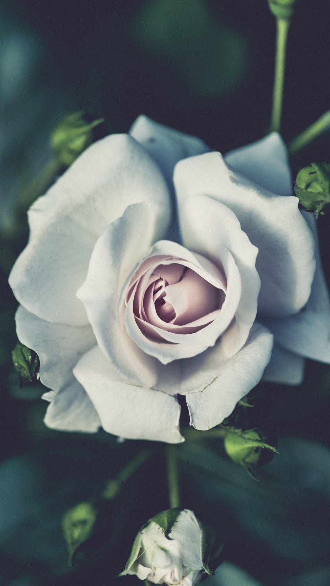 1080x1920 White Rose iPhone Wallpaper