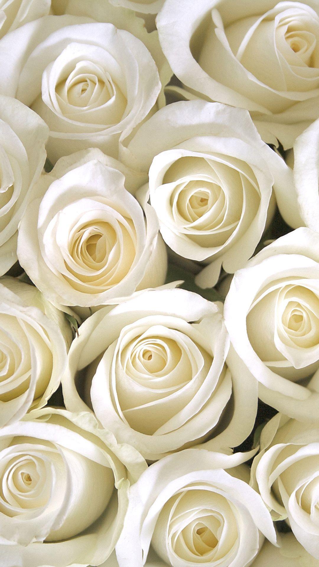 White Roses iPhone Wallpapers Top Free White Roses iPhone Backgrounds