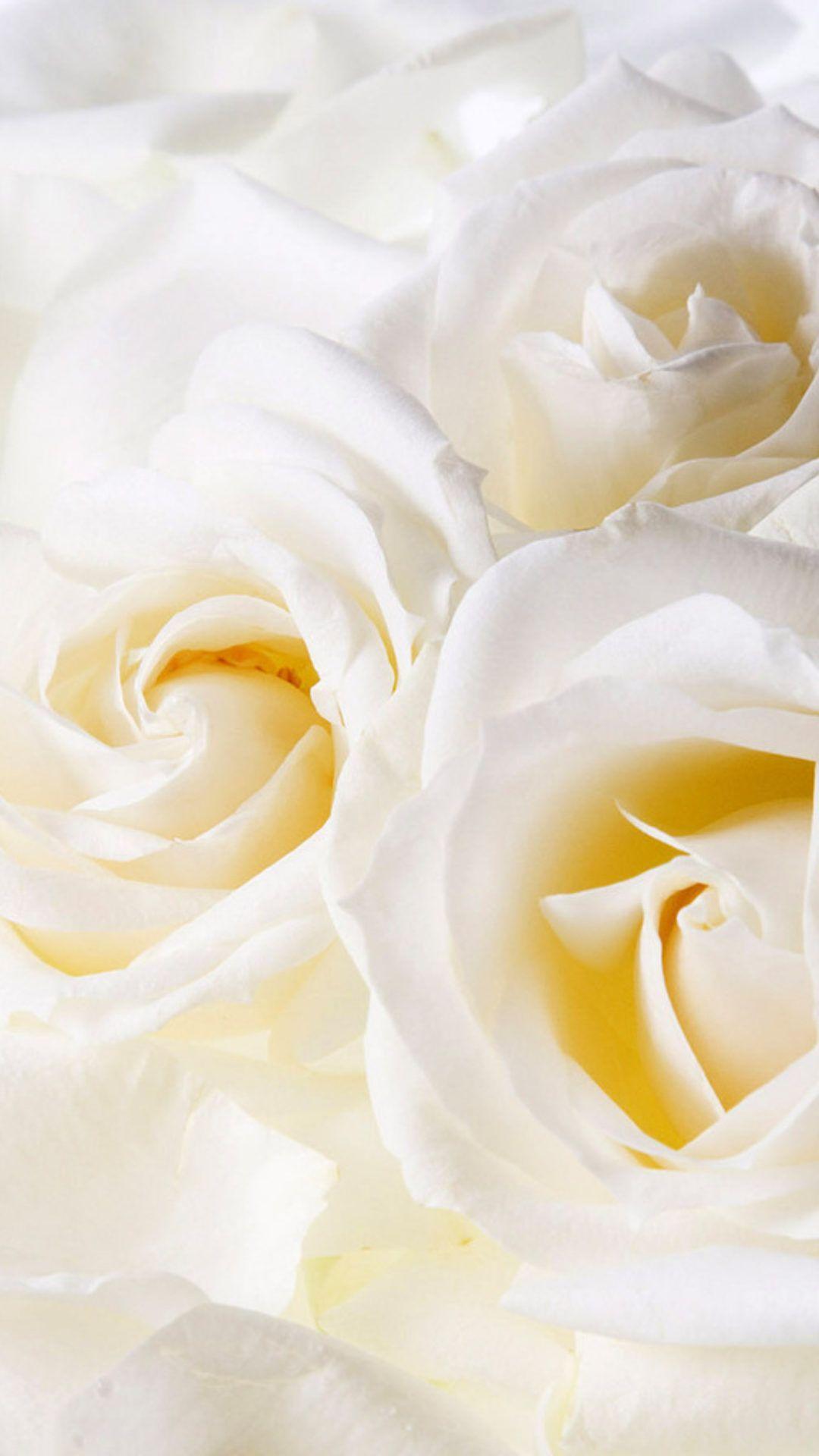 White Roses iPhone Wallpapers Top Free White Roses iPhone Backgrounds