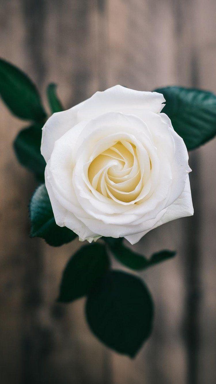 White Roses iPhone Wallpapers Top Free White Roses iPhone Backgrounds