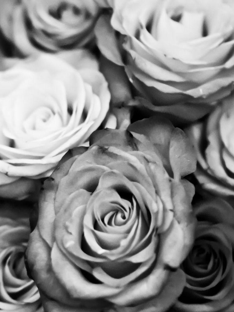 White Roses iPhone Wallpapers Top Free White Roses iPhone Backgrounds