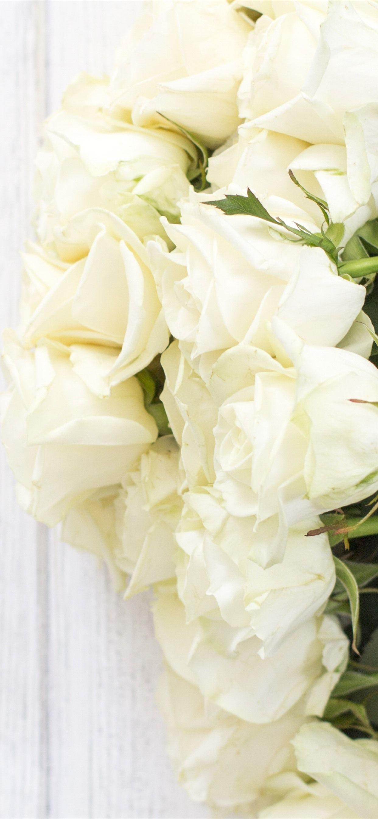 White Roses iPhone Wallpapers - Top Free White Roses iPhone Backgrounds ...