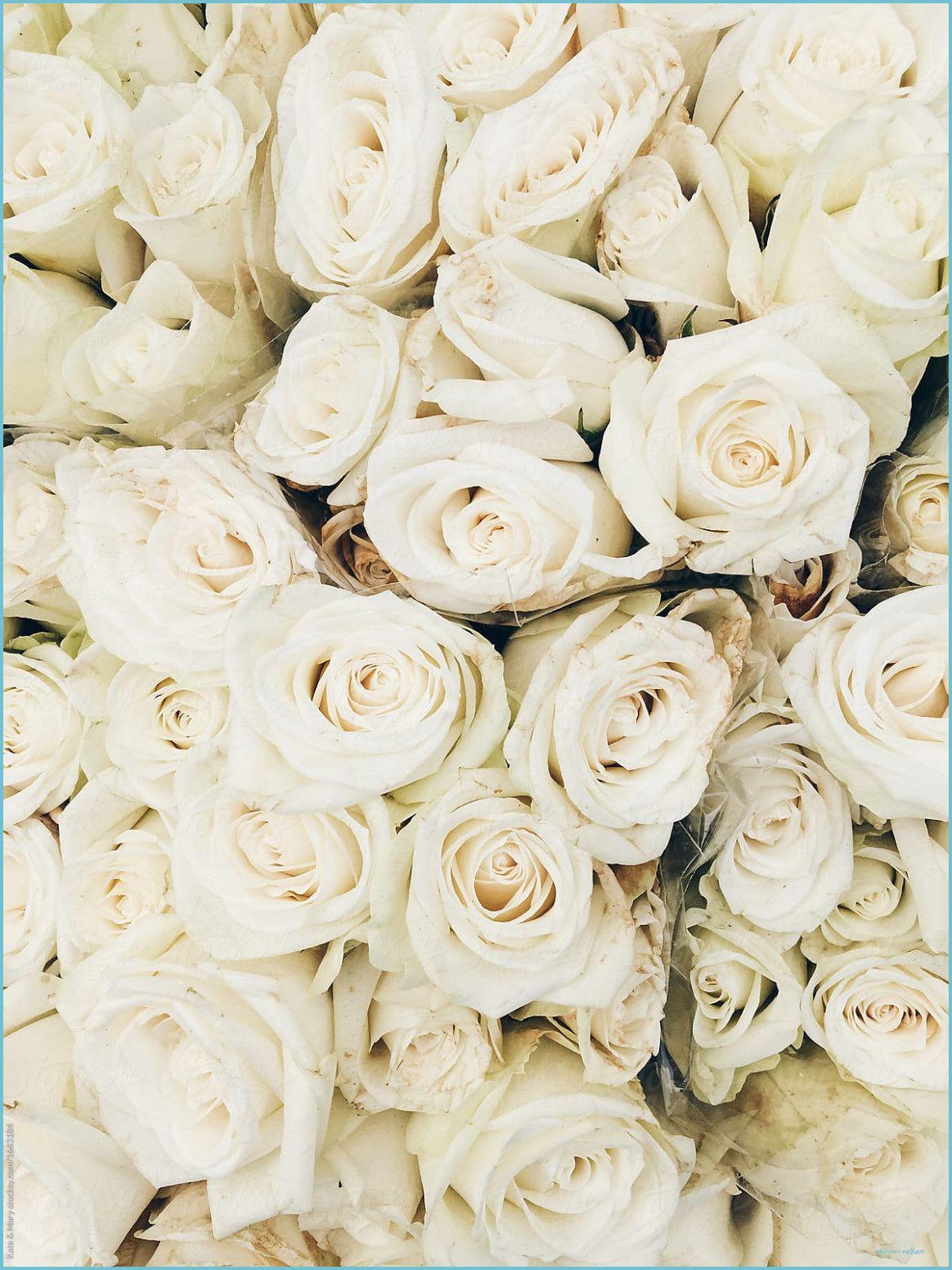 White Roses iPhone Wallpapers - Top Free White Roses iPhone Backgrounds