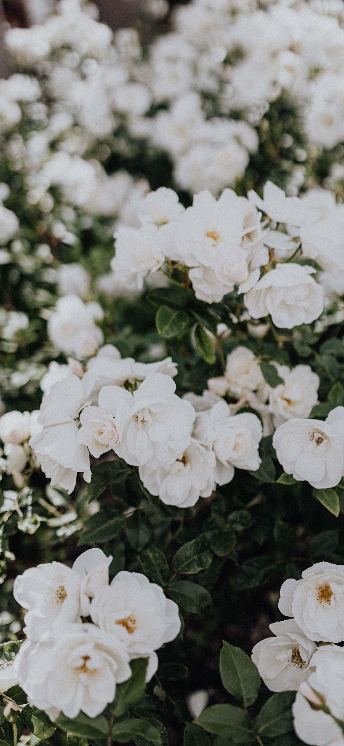 White Roses iPhone Wallpapers Top Free White Roses iPhone Backgrounds WallpaperAccess