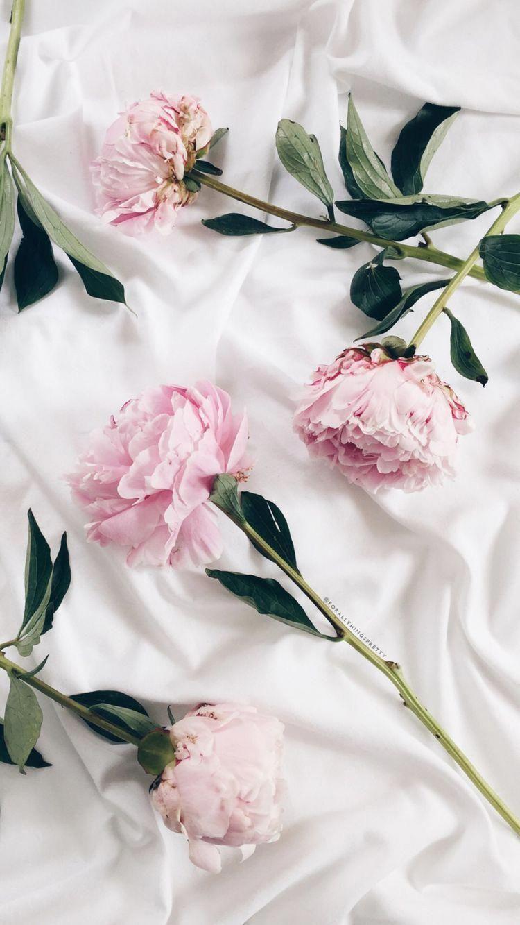 750x1333 Aesthetic Rose White Wallpaper