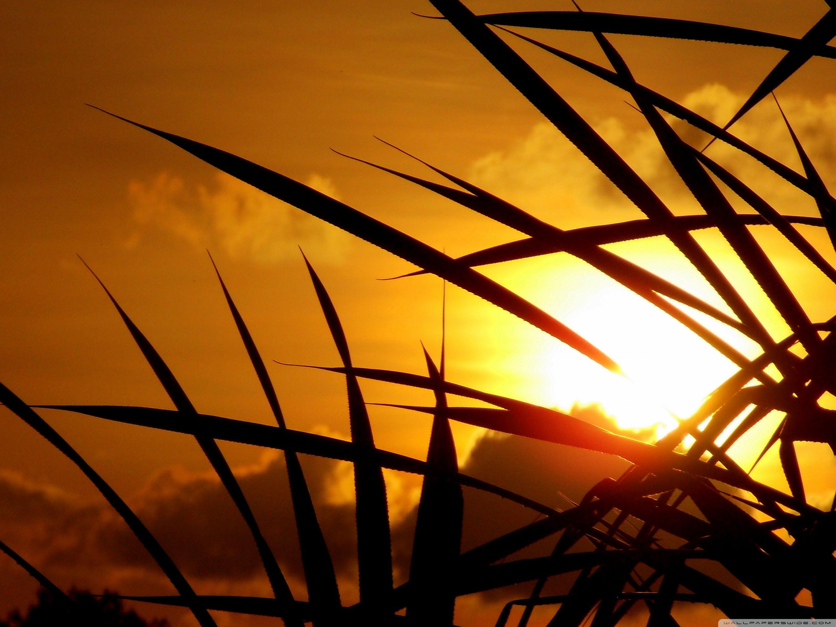 2800x2100 Golden Sky Ultra HD Desktop Background Wallpaper for 4K UHD TV : Widescreen & UltraWide Desktop & Laptop : Multi Display, Dual Monitor : Tablet