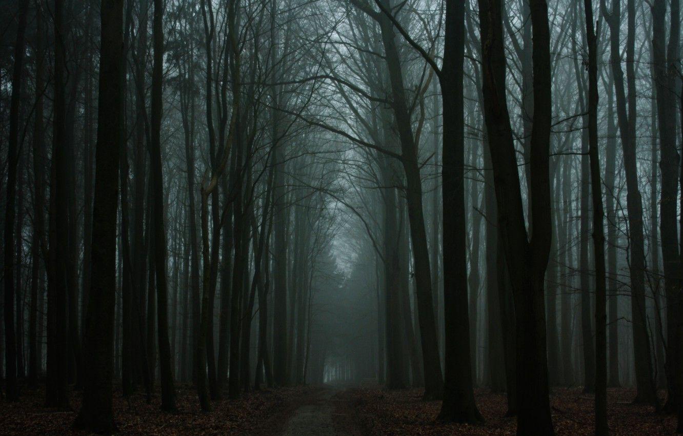 Dark Forest Road Wallpapers - Top Free Dark Forest Road Backgrounds ...