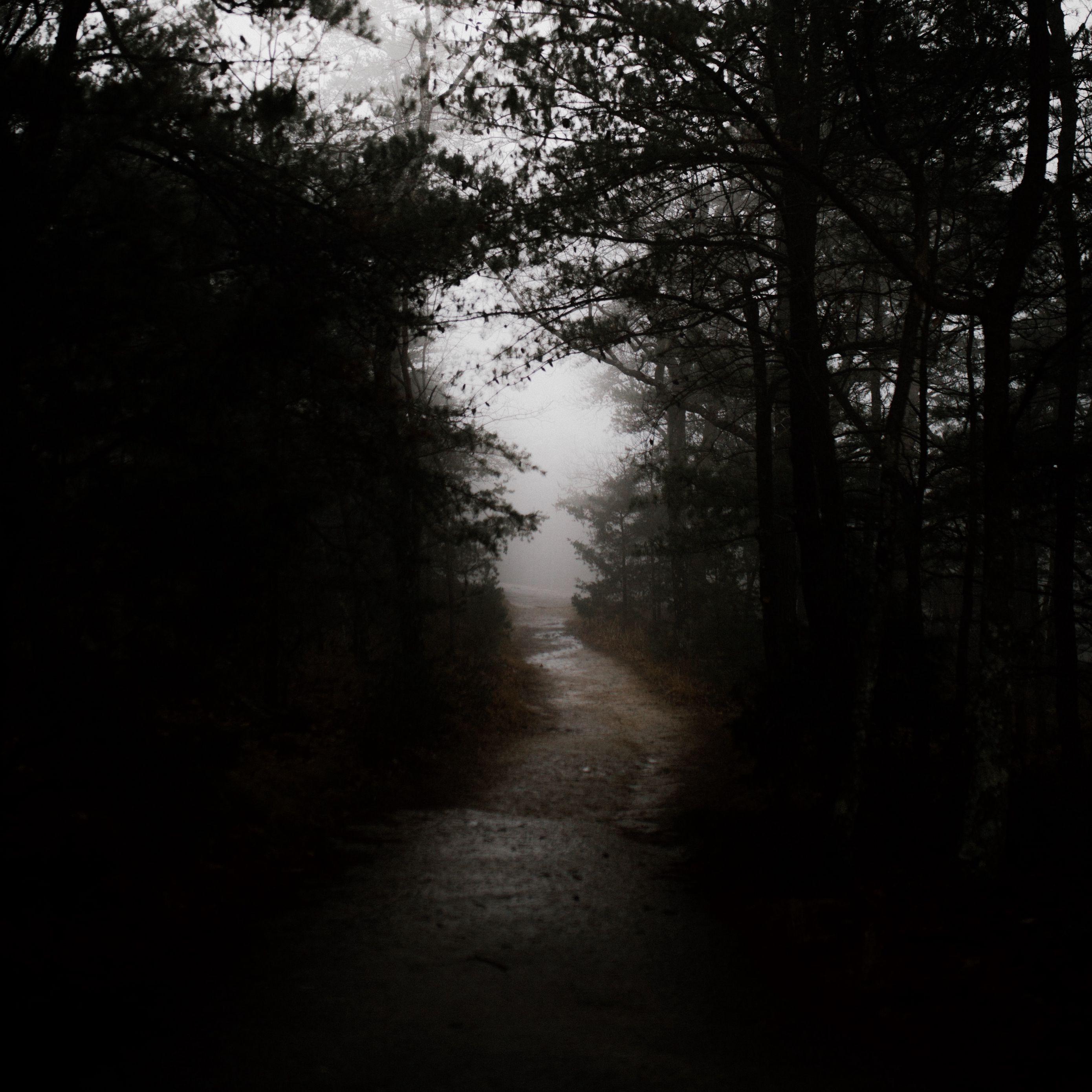 2780x2780 Download wallpaper 2780x2780 dark, forest, road ipad air, ipad air ipad ipad ipad mini ipad mini ipad mini ipad pro 9.7 for parallax HD background