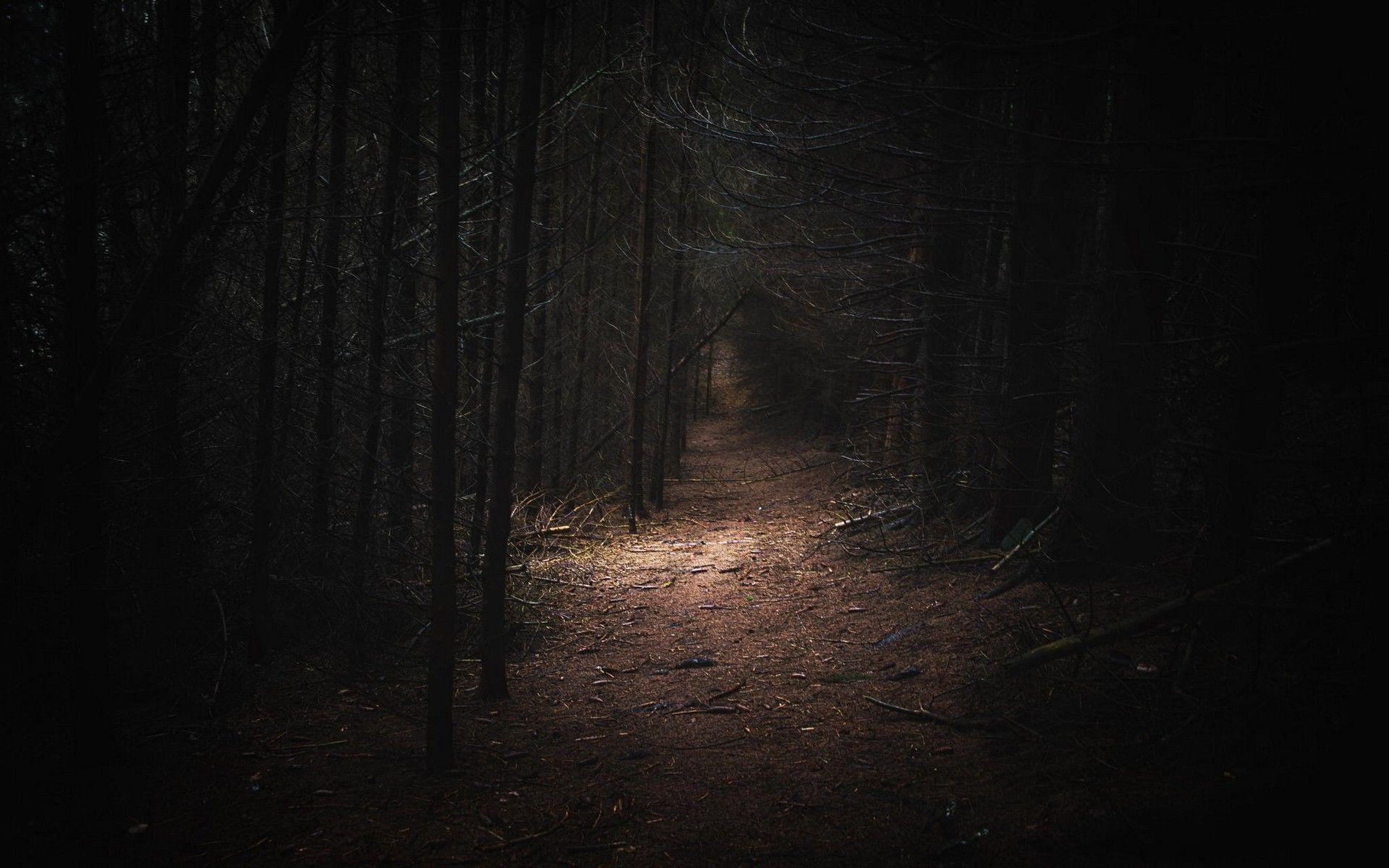 1920x1200 Dark Forest Wallpaper