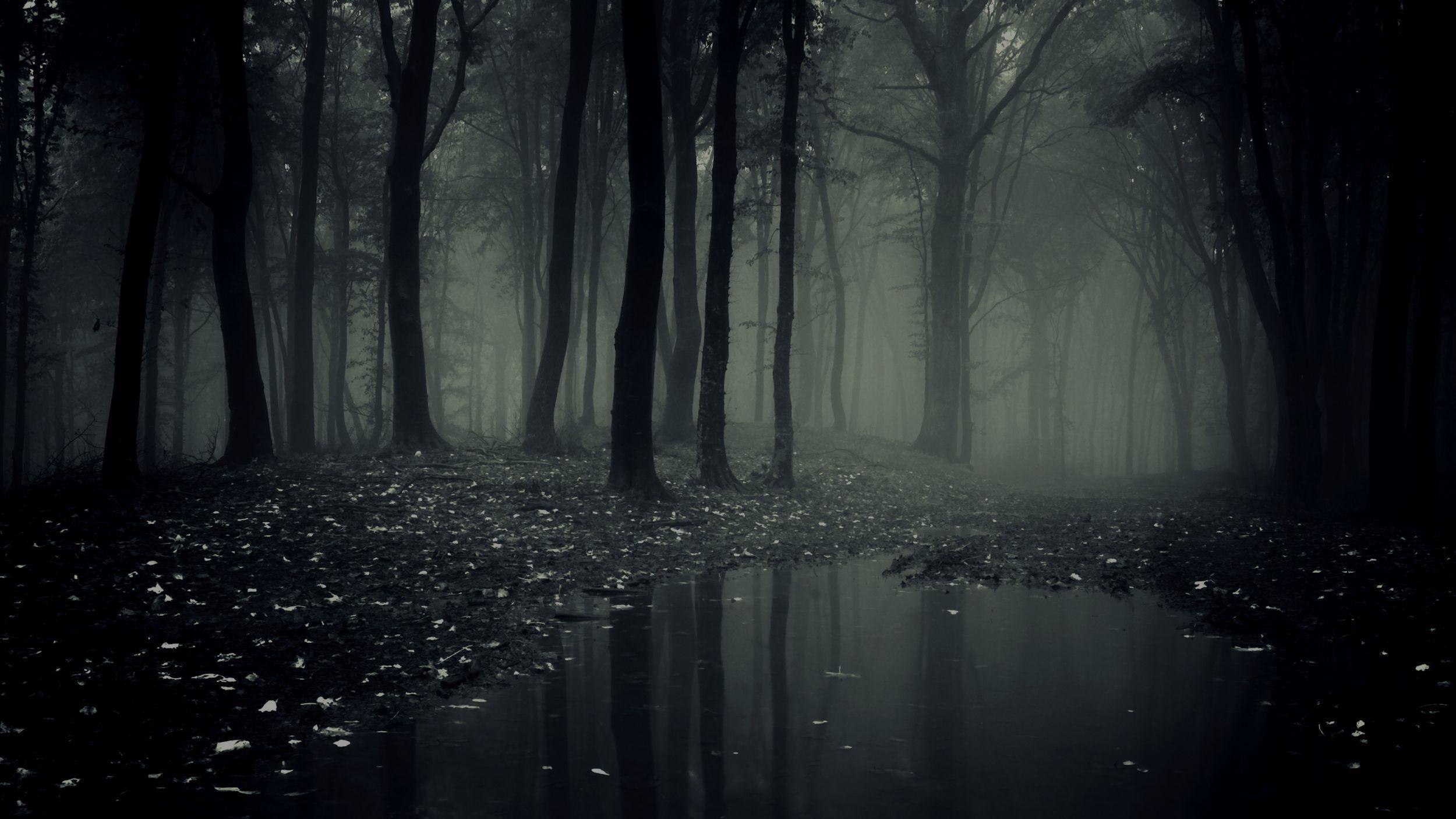 2500x1406 Dark Forest Wallpaper HD