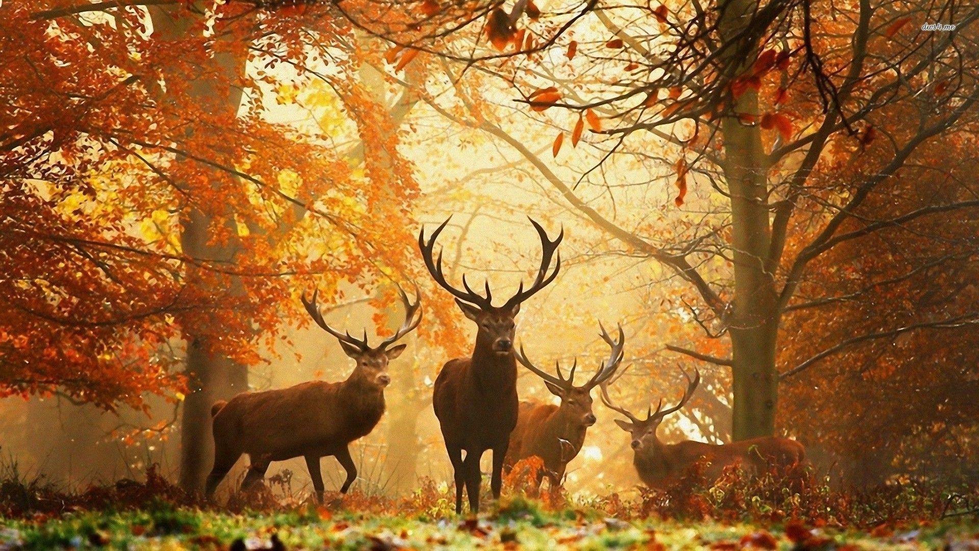 1920x1080 Deer Autumn Wallpaper