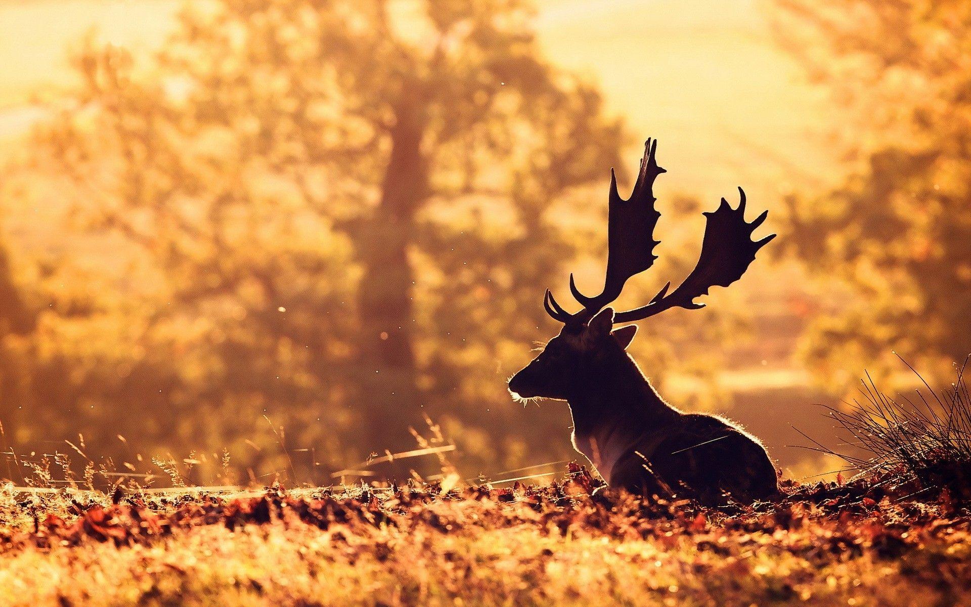 1920x1200 Deer Autumn Wallpaper