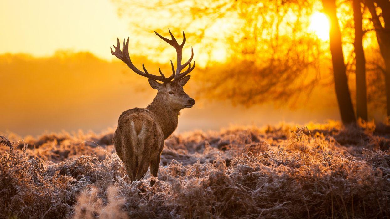 1245x700 Deer Autumn Wallpaper