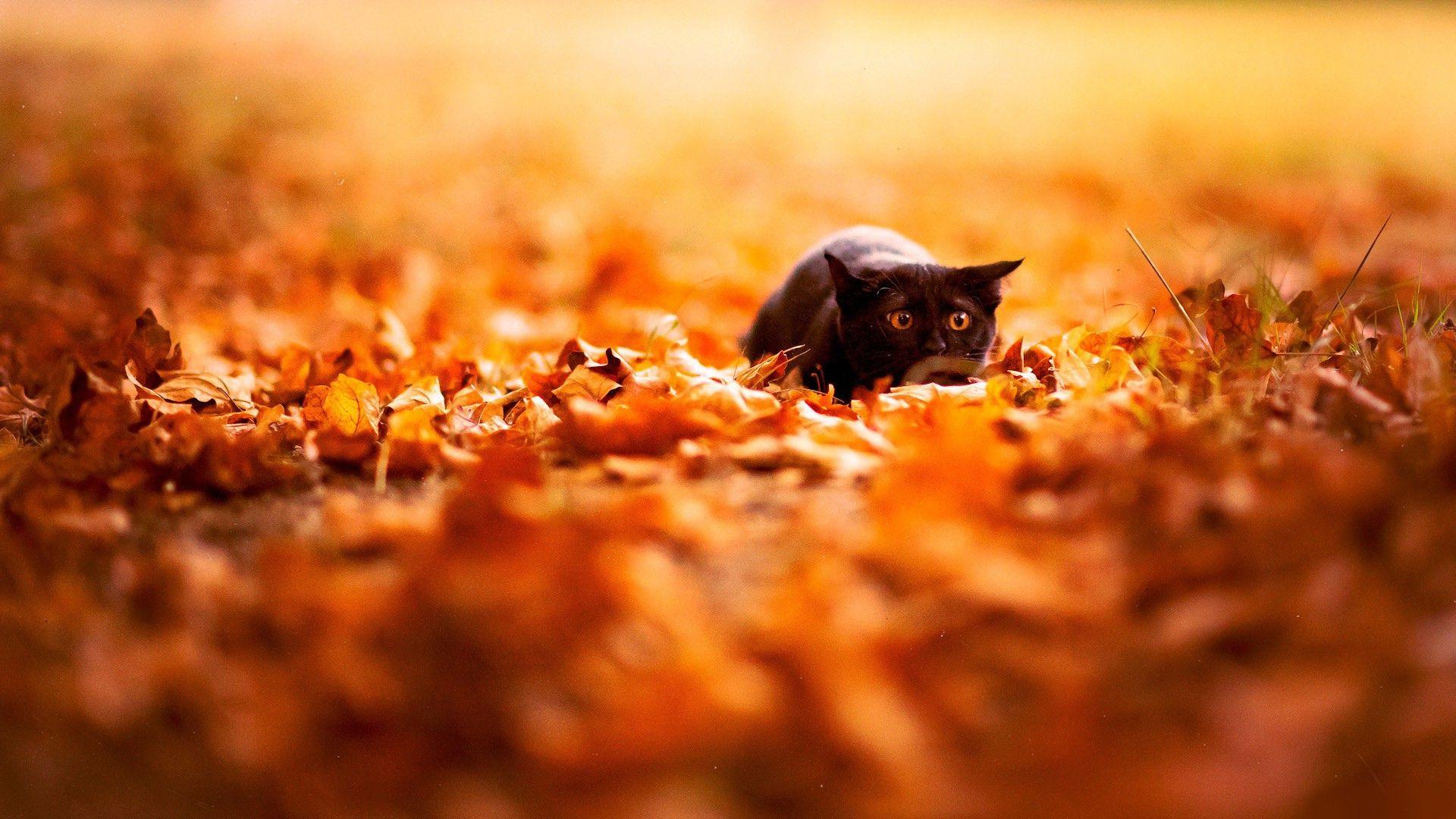 Autumn Cat Desktop Wallpapers - Top Free Autumn Cat Desktop Backgrounds