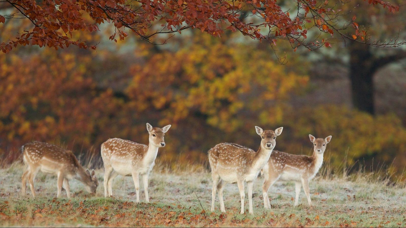 1600x900 Download wallpaper 1600x900 deer, nature, fall, leaves widescreen 16:9 HD background