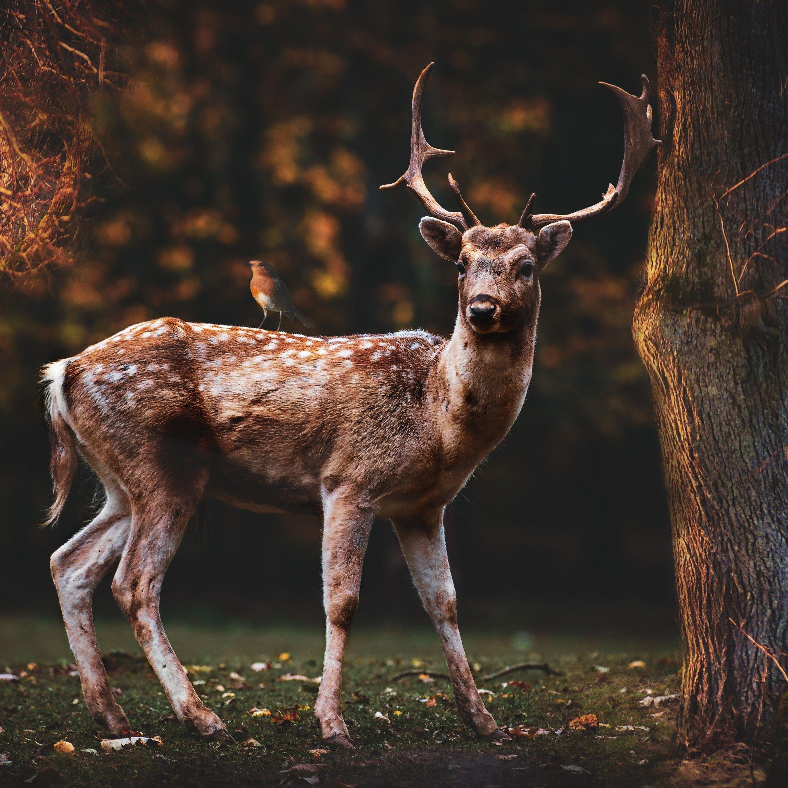 Autumn Deer Wallpapers - Top Free Autumn Deer Backgrounds - WallpaperAccess