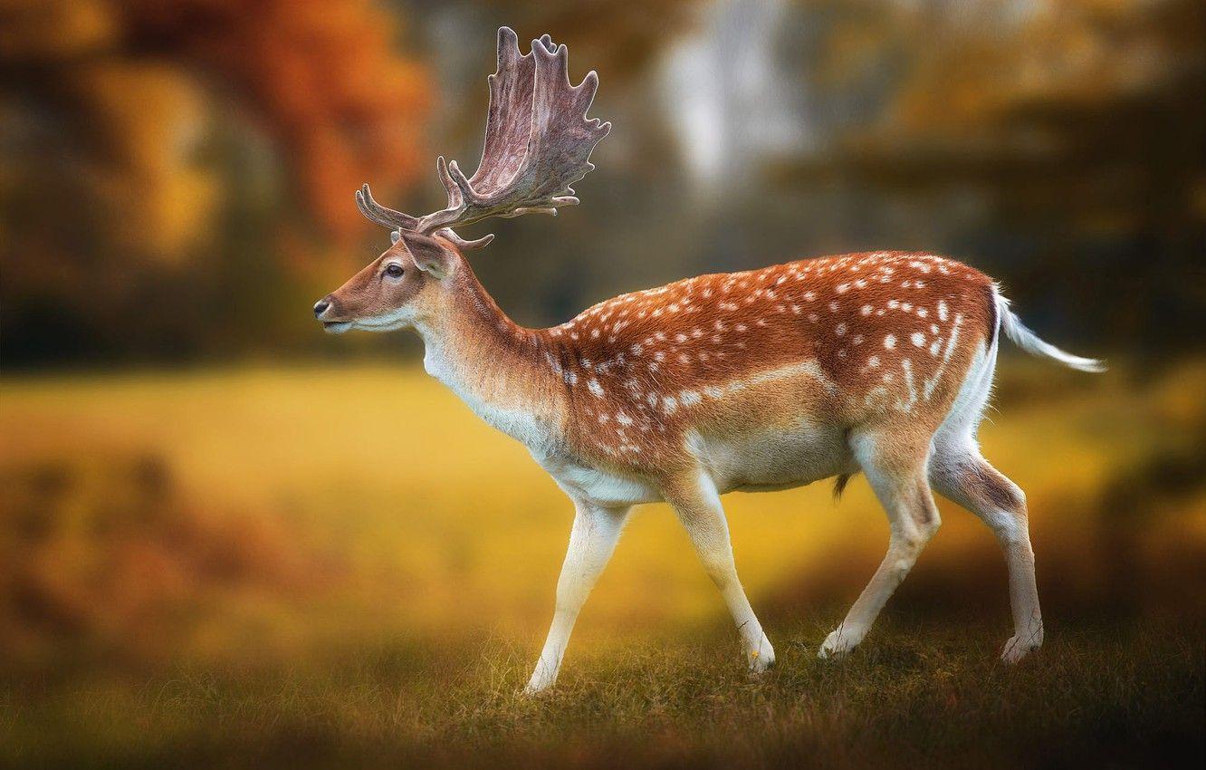1332x850 Photo Wallpaper Autumn, Grass, Nature, Deer, Horns - Олененок Осень HD Wallpaper