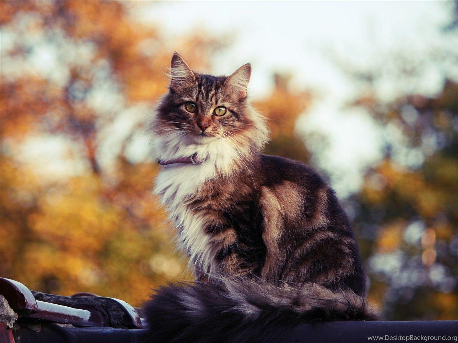 Autumn Cat Desktop Wallpapers - Top Free Autumn Cat Desktop Backgrounds